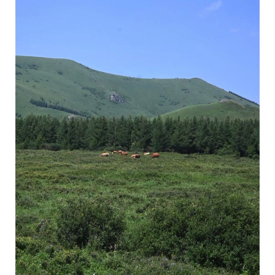 黑龙山森林公园旅行图片 1