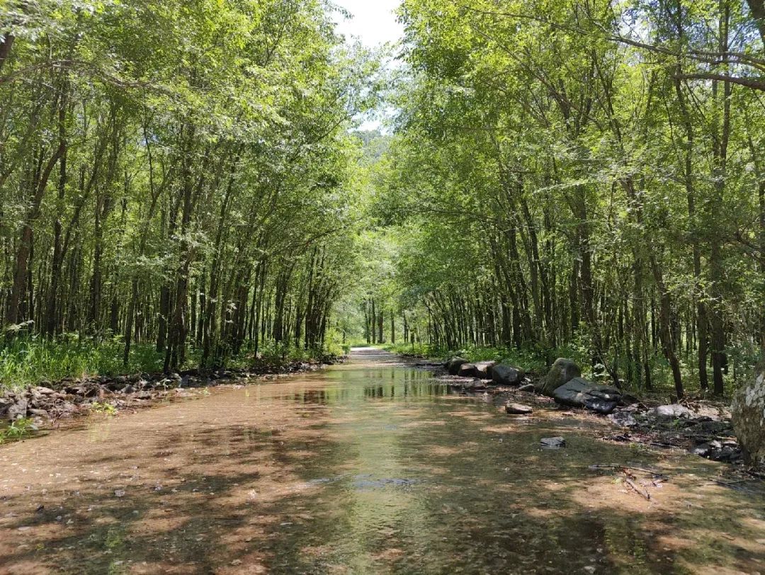 黑龙山森林公园旅行图片 2