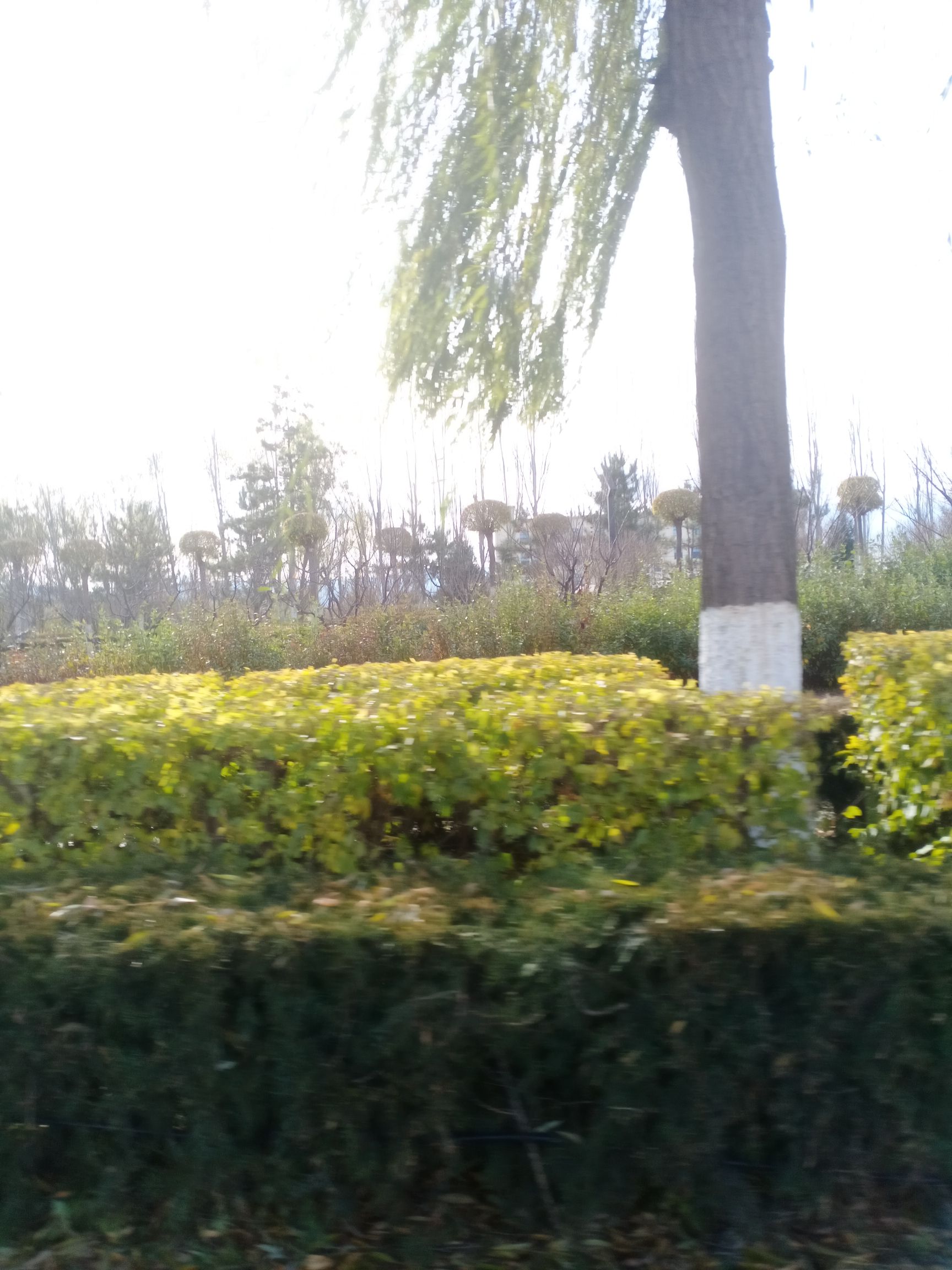 东环公园旅行图片 3