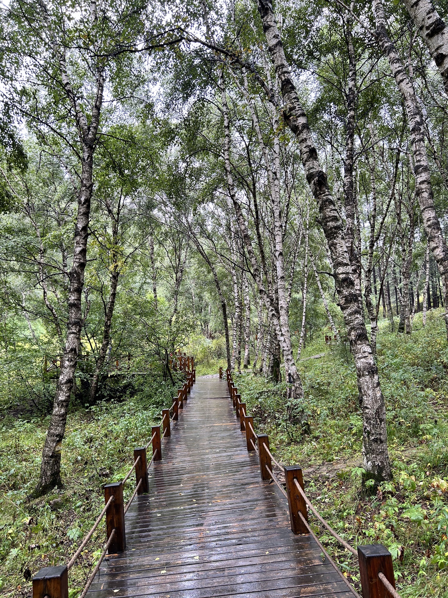 翠云山森林风景区旅行图片 2