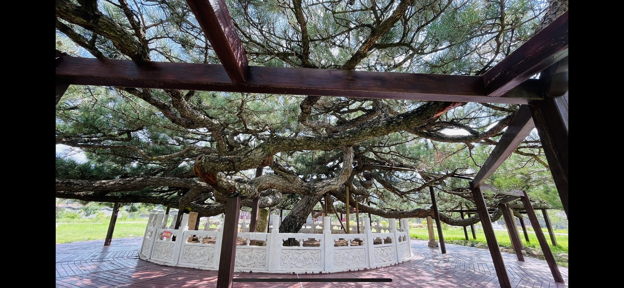 天下第一奇松旅行图片 1