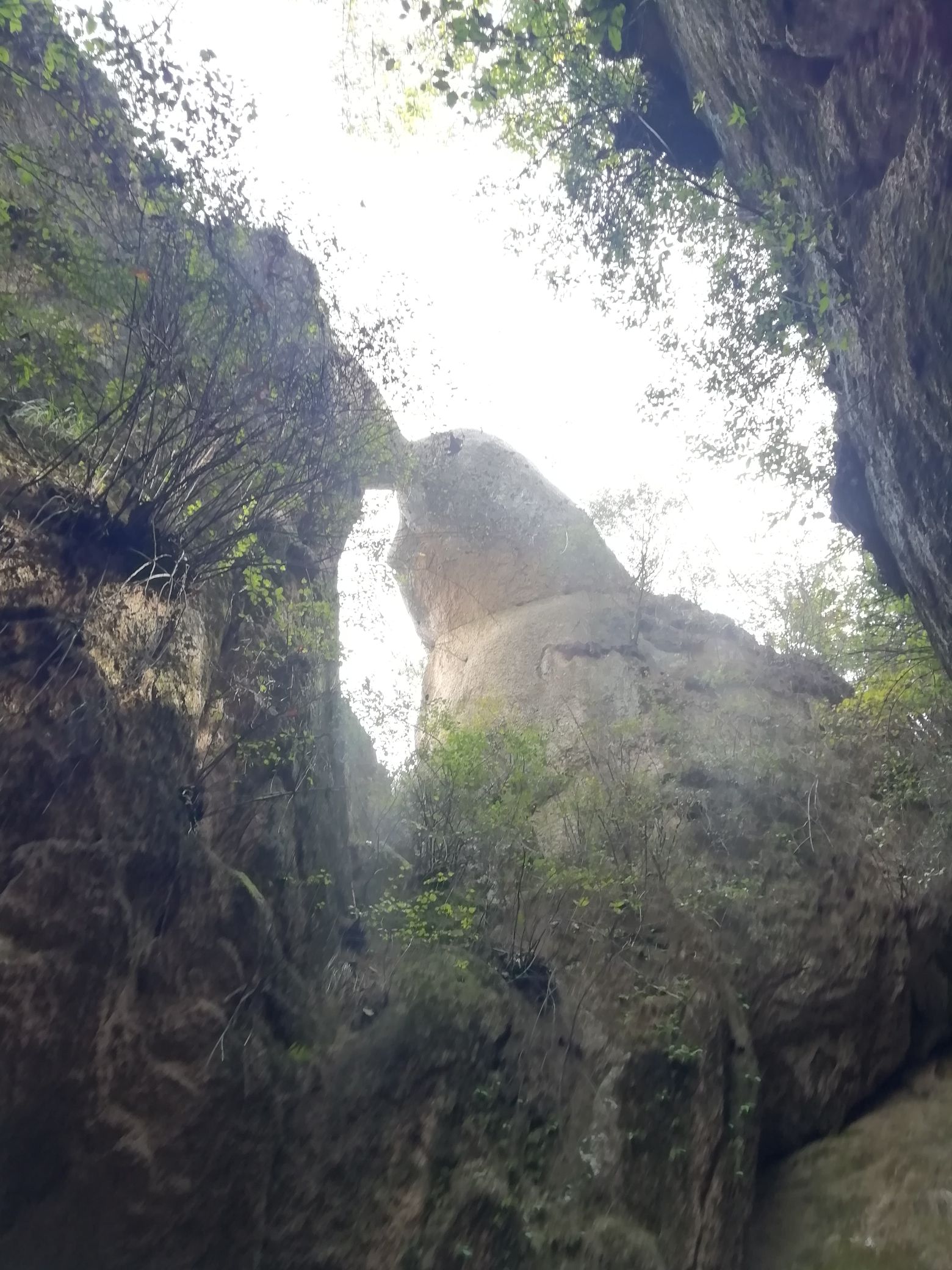 六里坪国家森林公园(暂停开放)旅行图片 3