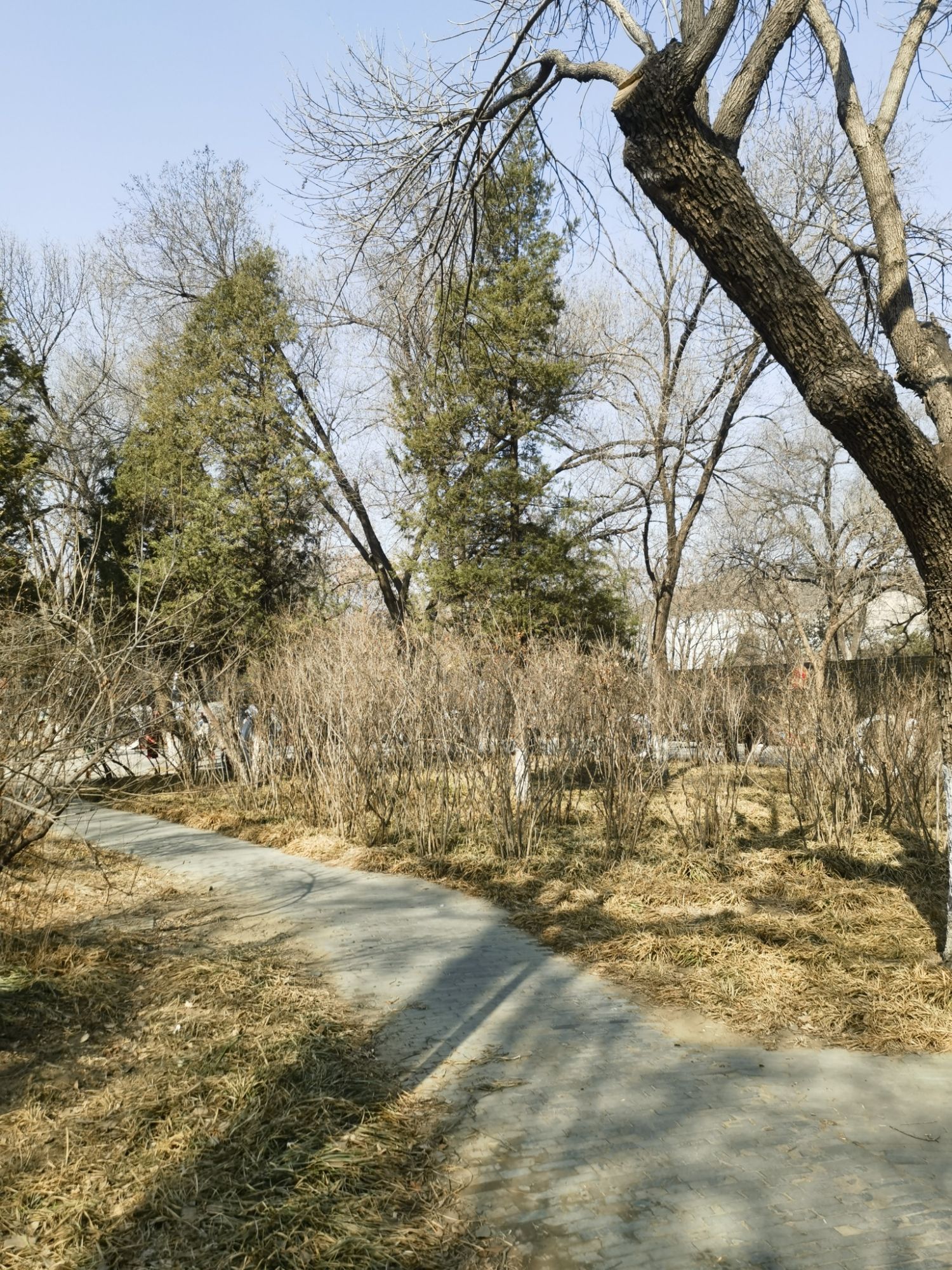 凤凰山公园旅行图片 1
