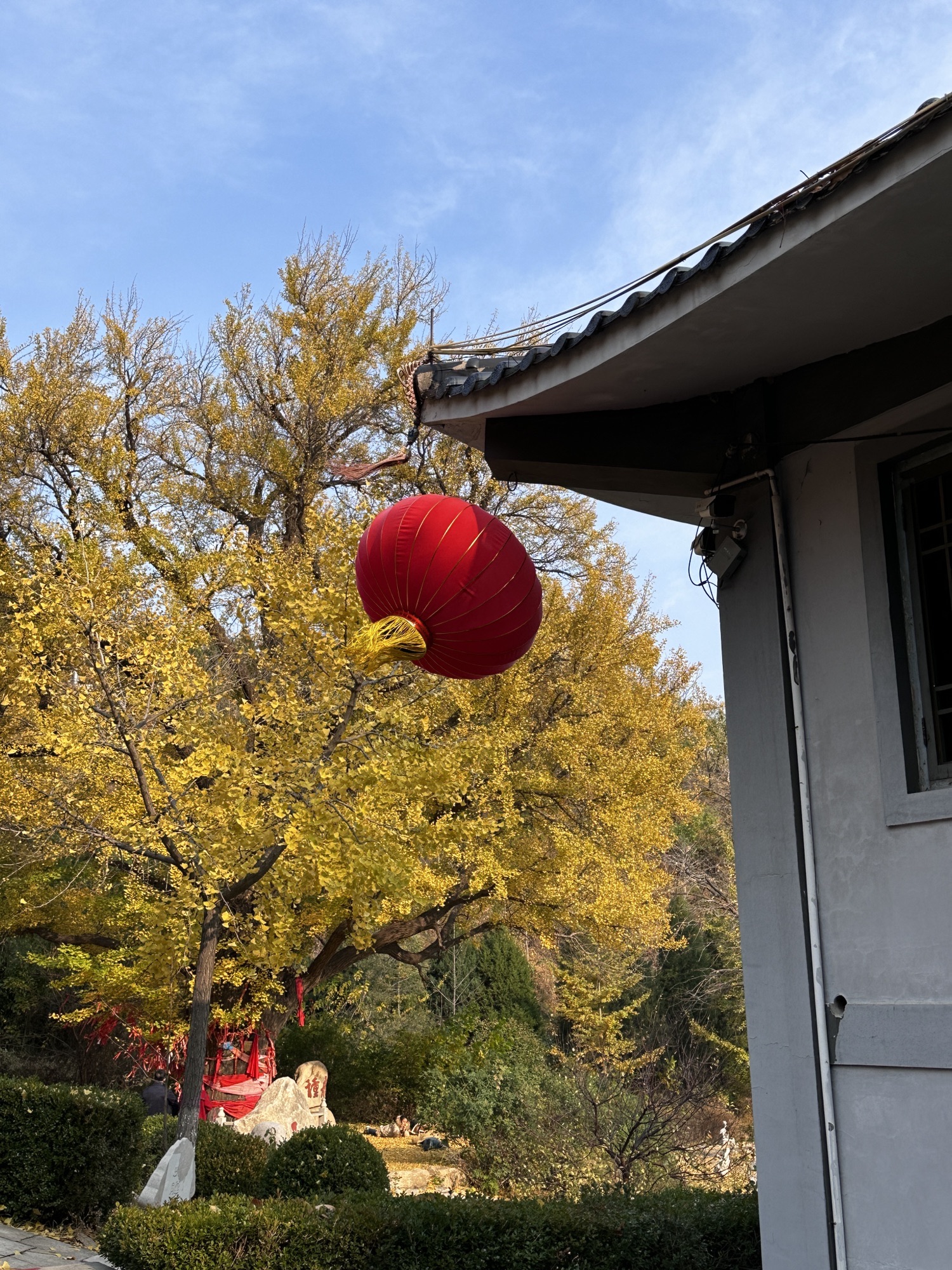 禅林寺古银杏风景园旅行图片 1