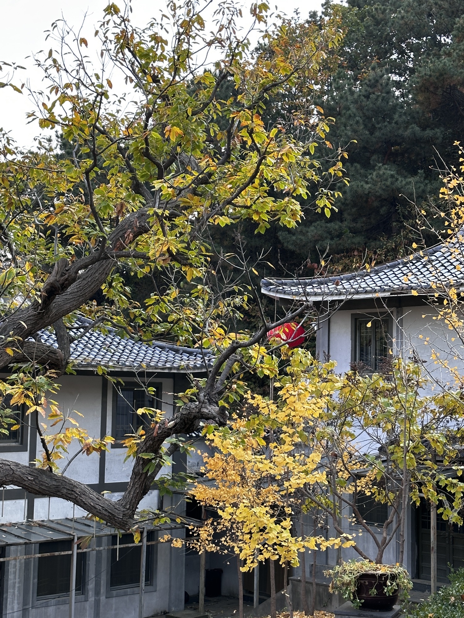禅林寺古银杏风景园旅行图片 3