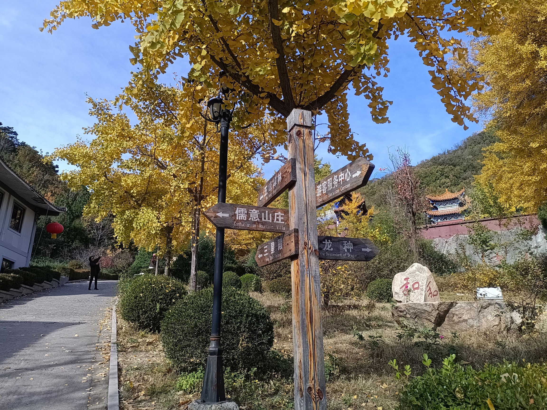禅林寺古银杏风景园旅行图片 2