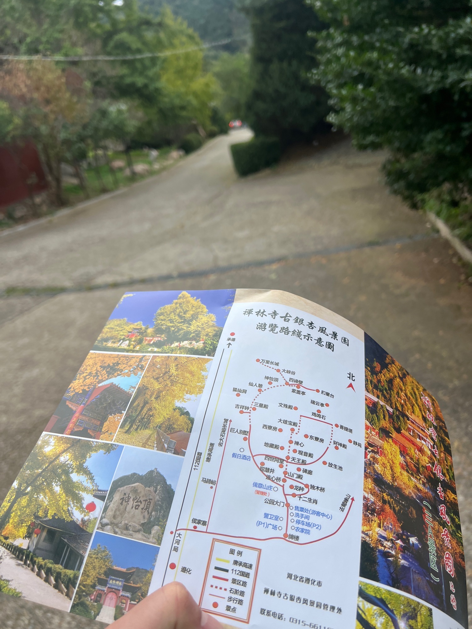禅林寺古银杏风景园旅行图片 1