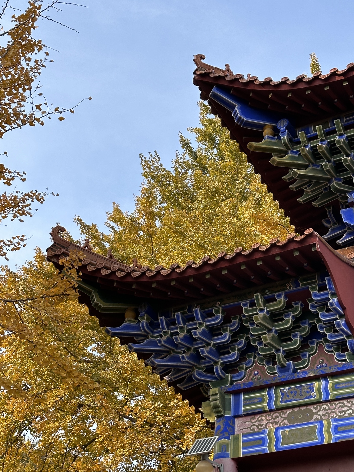 禅林寺古银杏风景园旅行图片 2