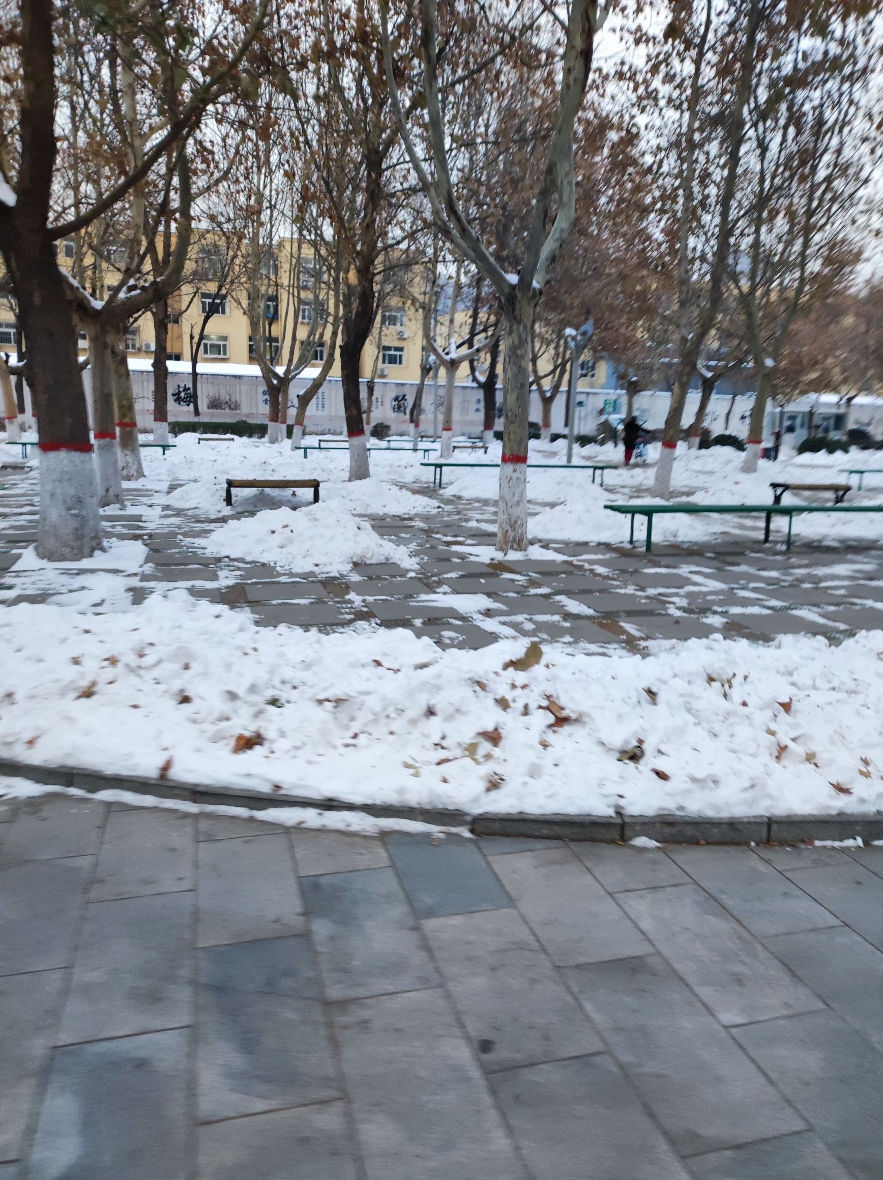 九河公园旅行图片 2