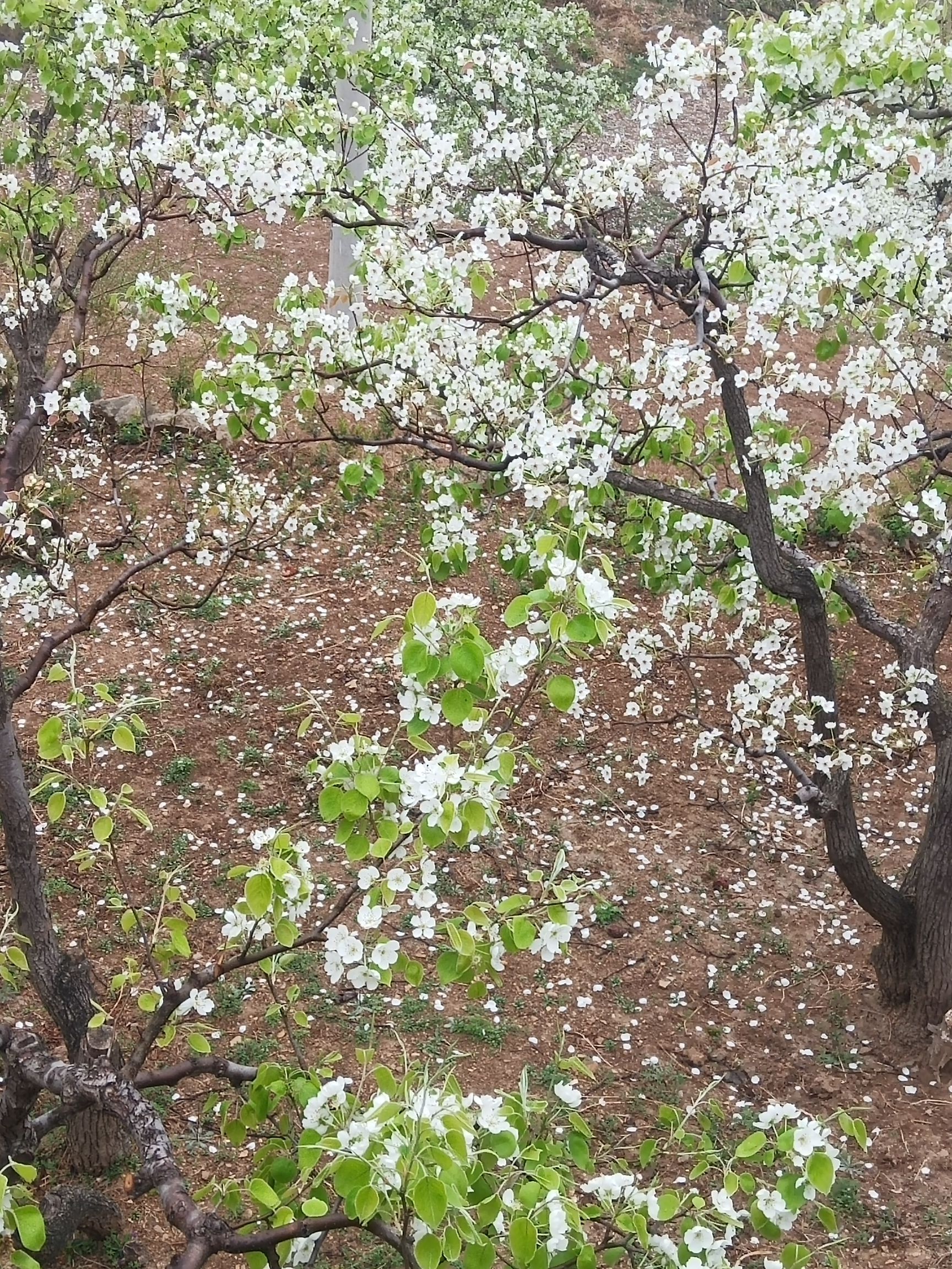 白羊峪长城旅游区旅行图片 2