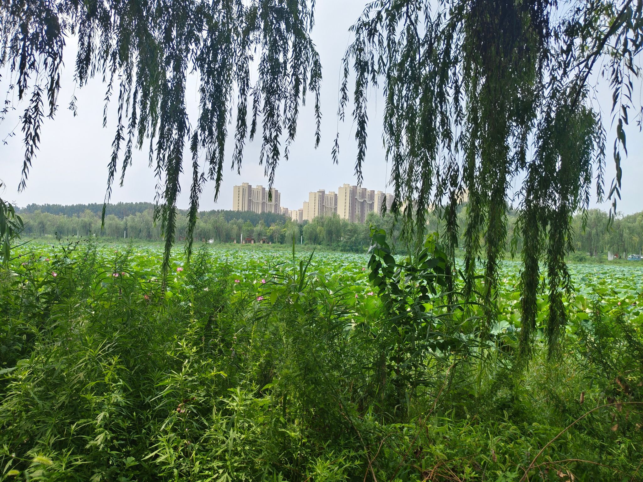北河公园旅行图片 1
