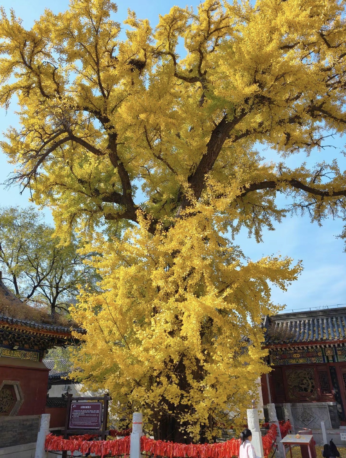 青龙山景区旅行图片 1