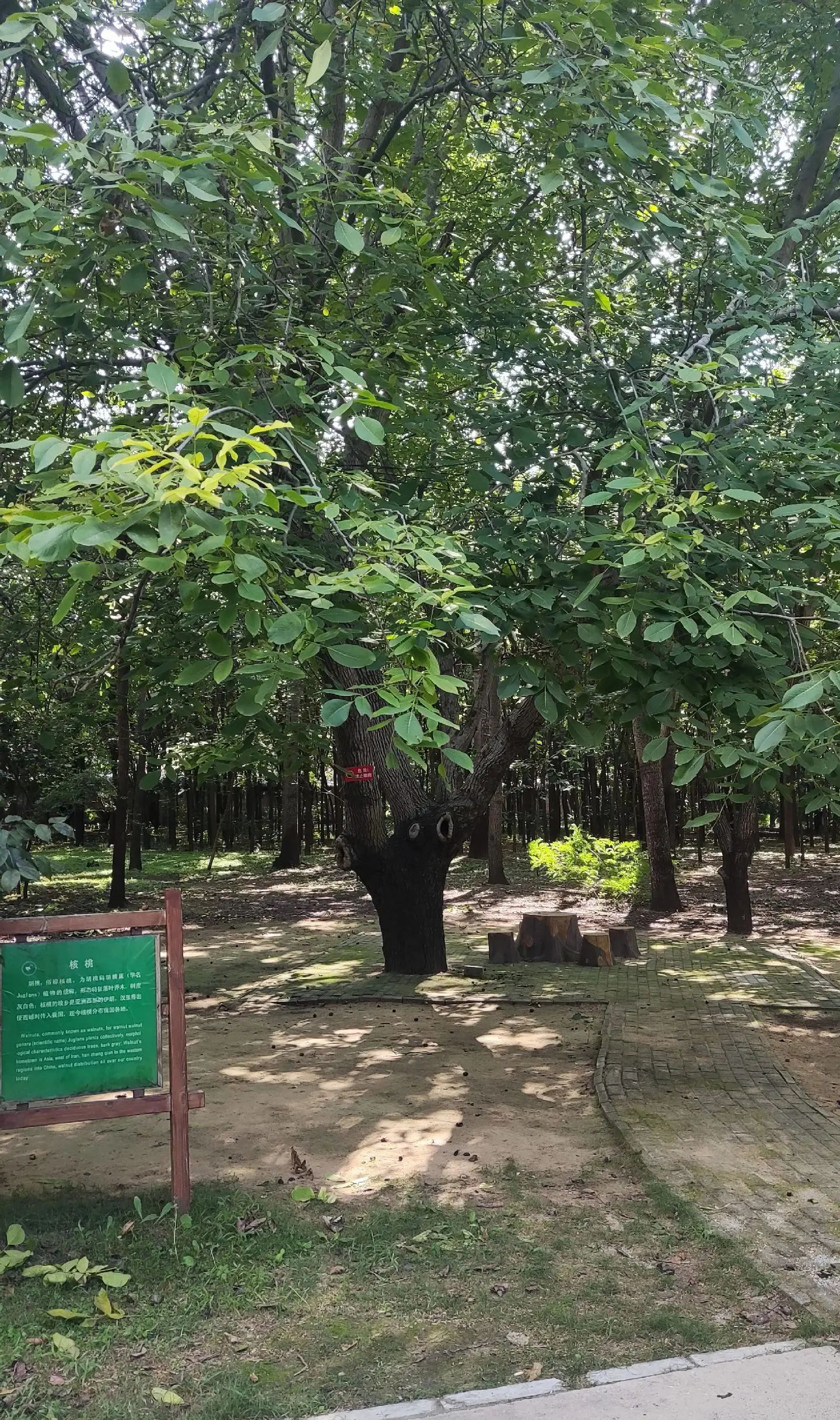 廊坊市自然公园旅行图片 2