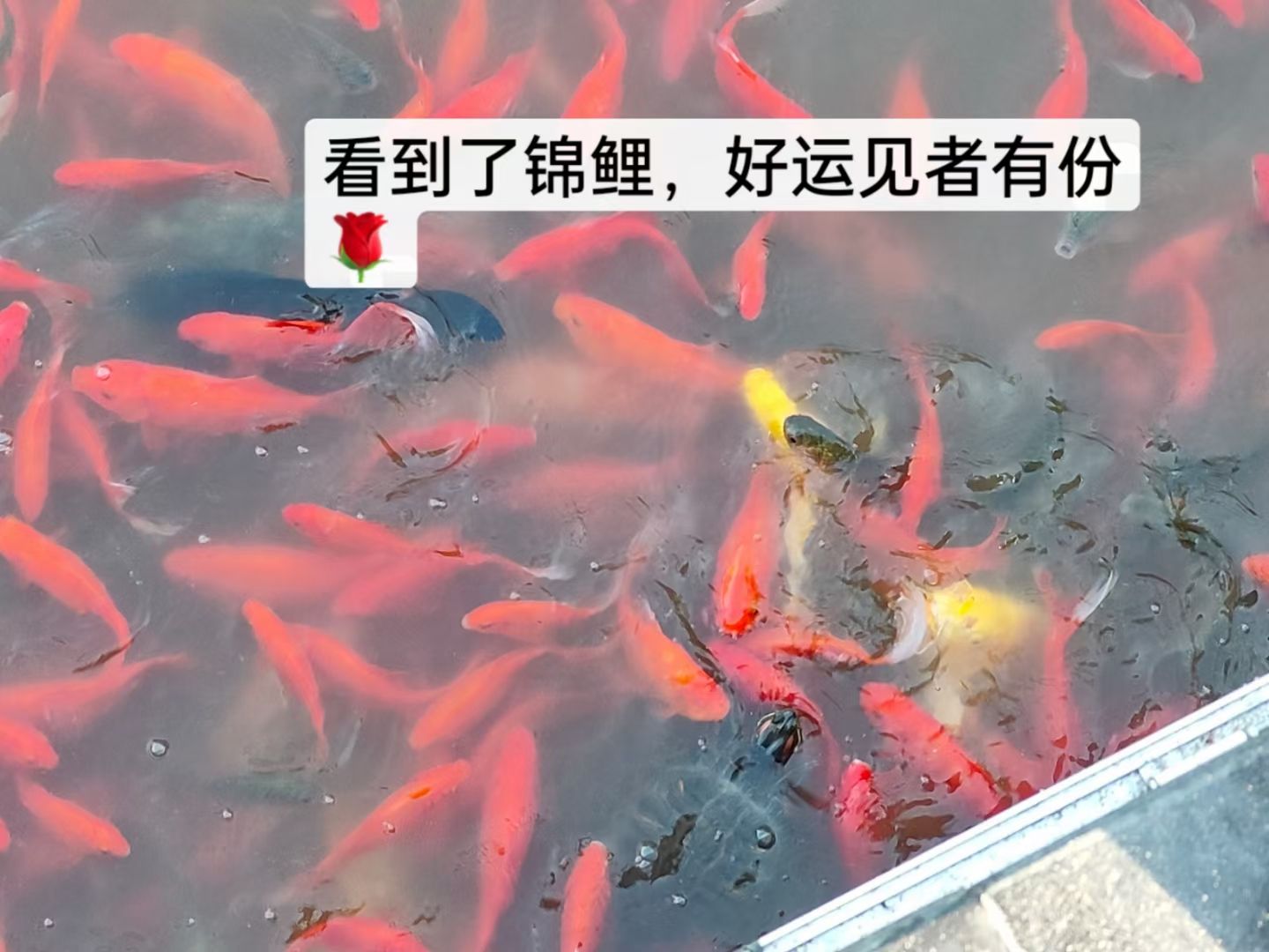廊坊市文化艺术公园旅行图片 3