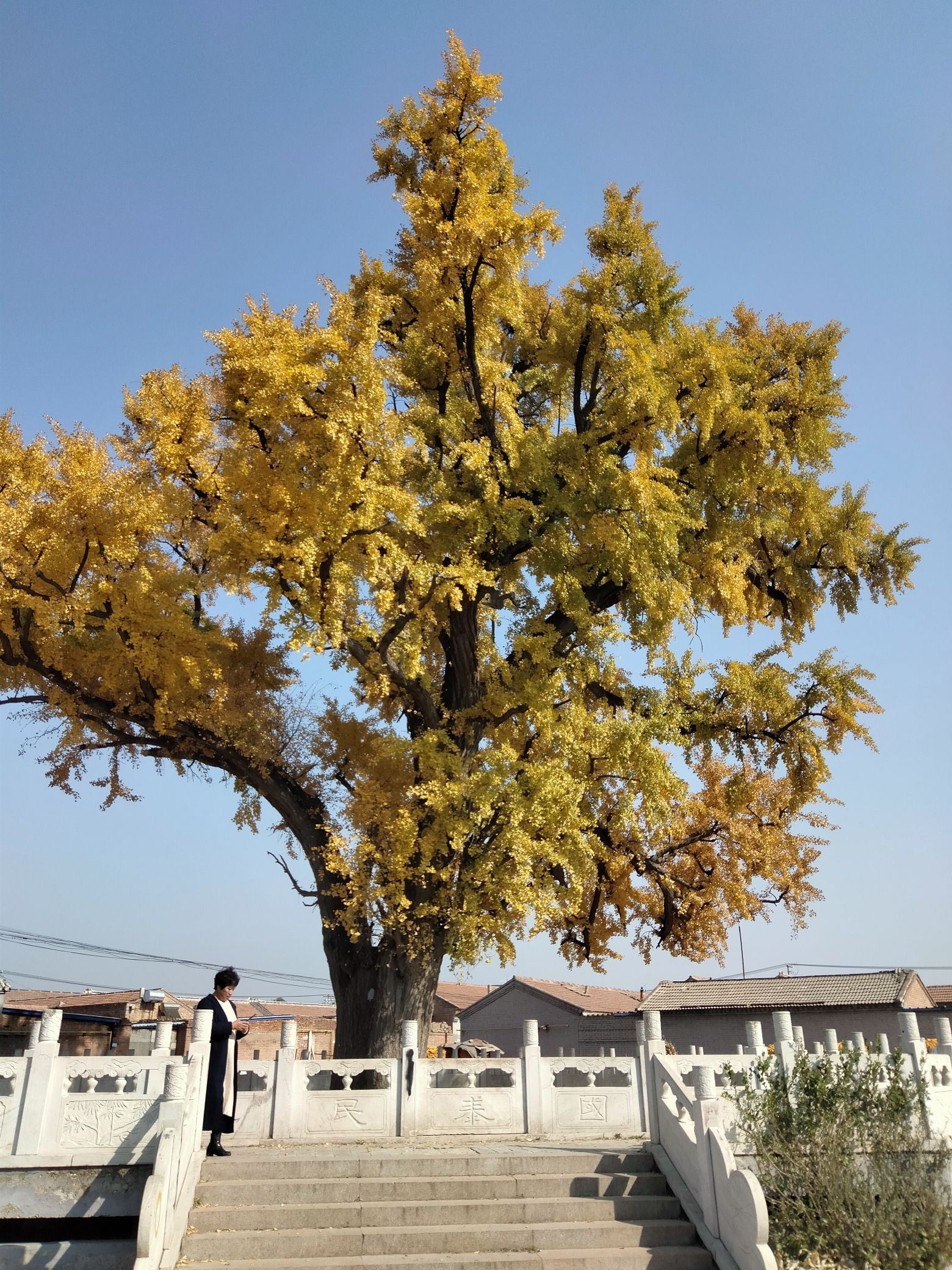 古银杏树旅行图片 3