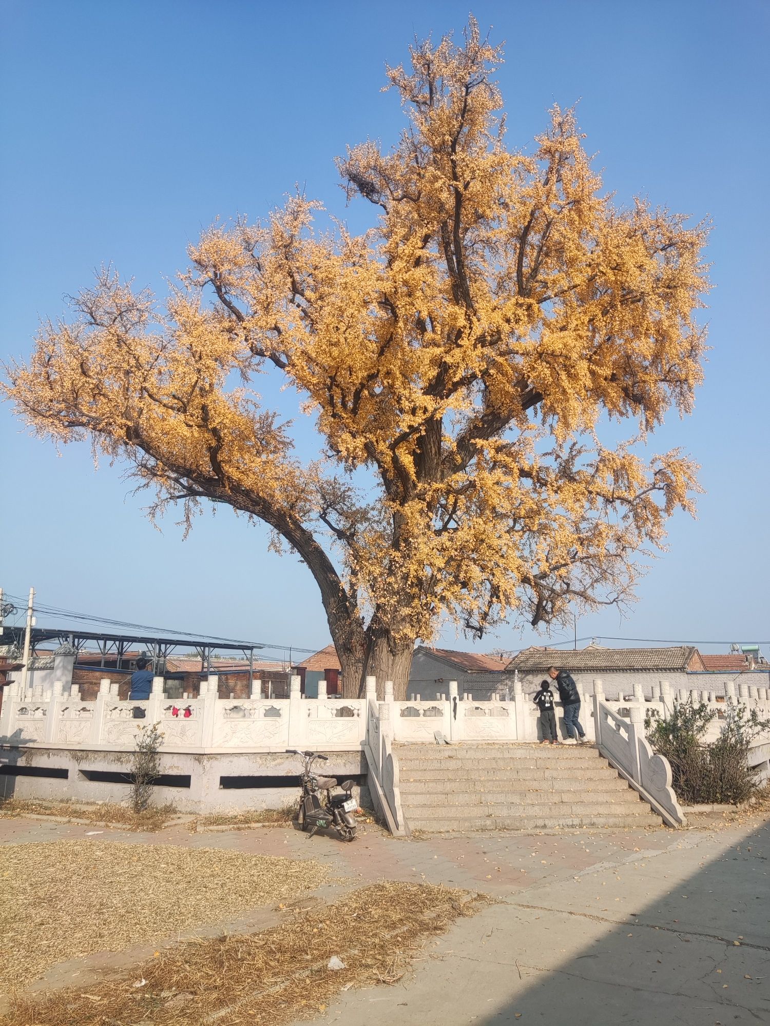 古银杏树旅行图片 1