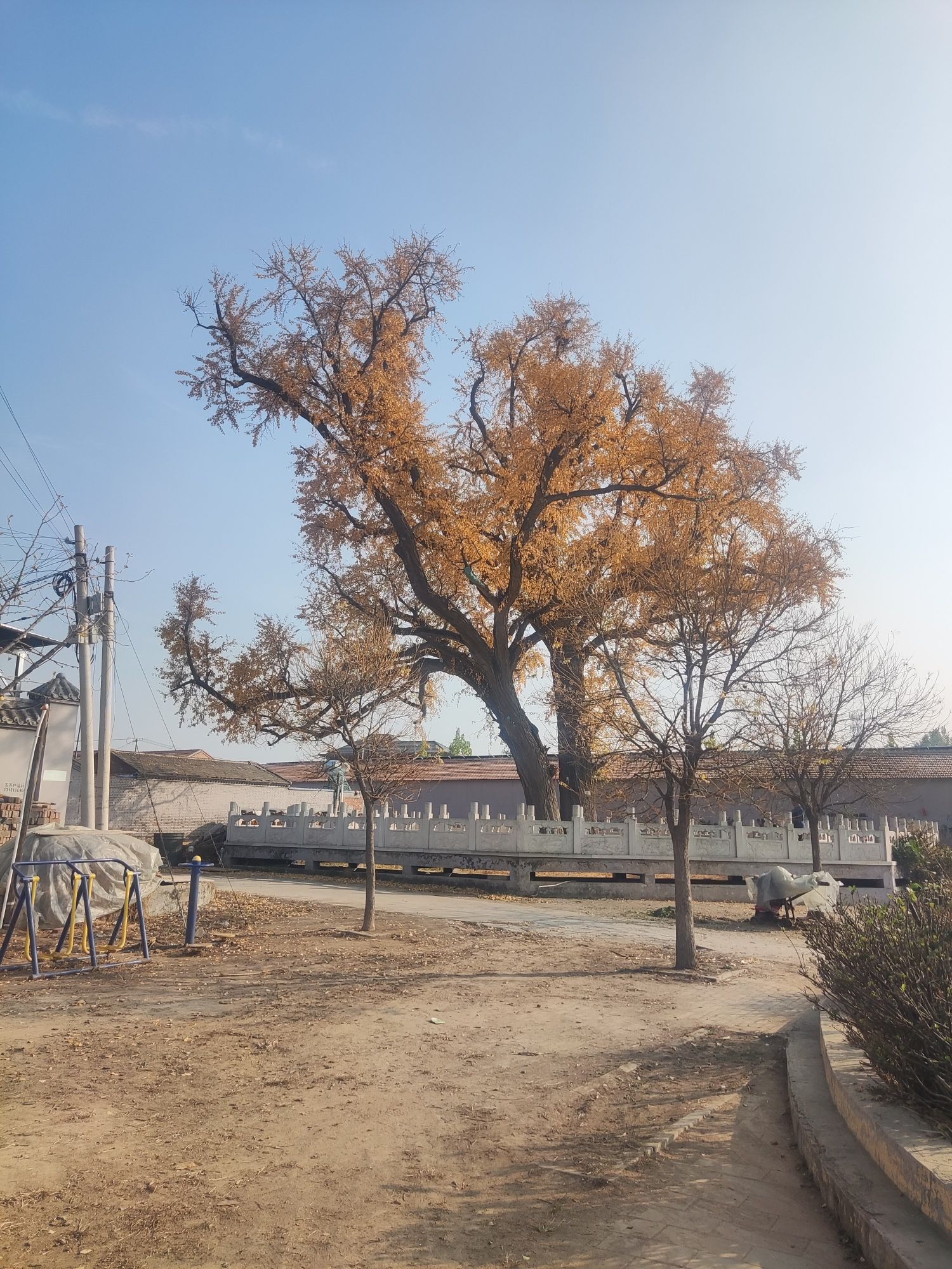 古银杏树旅行图片 2