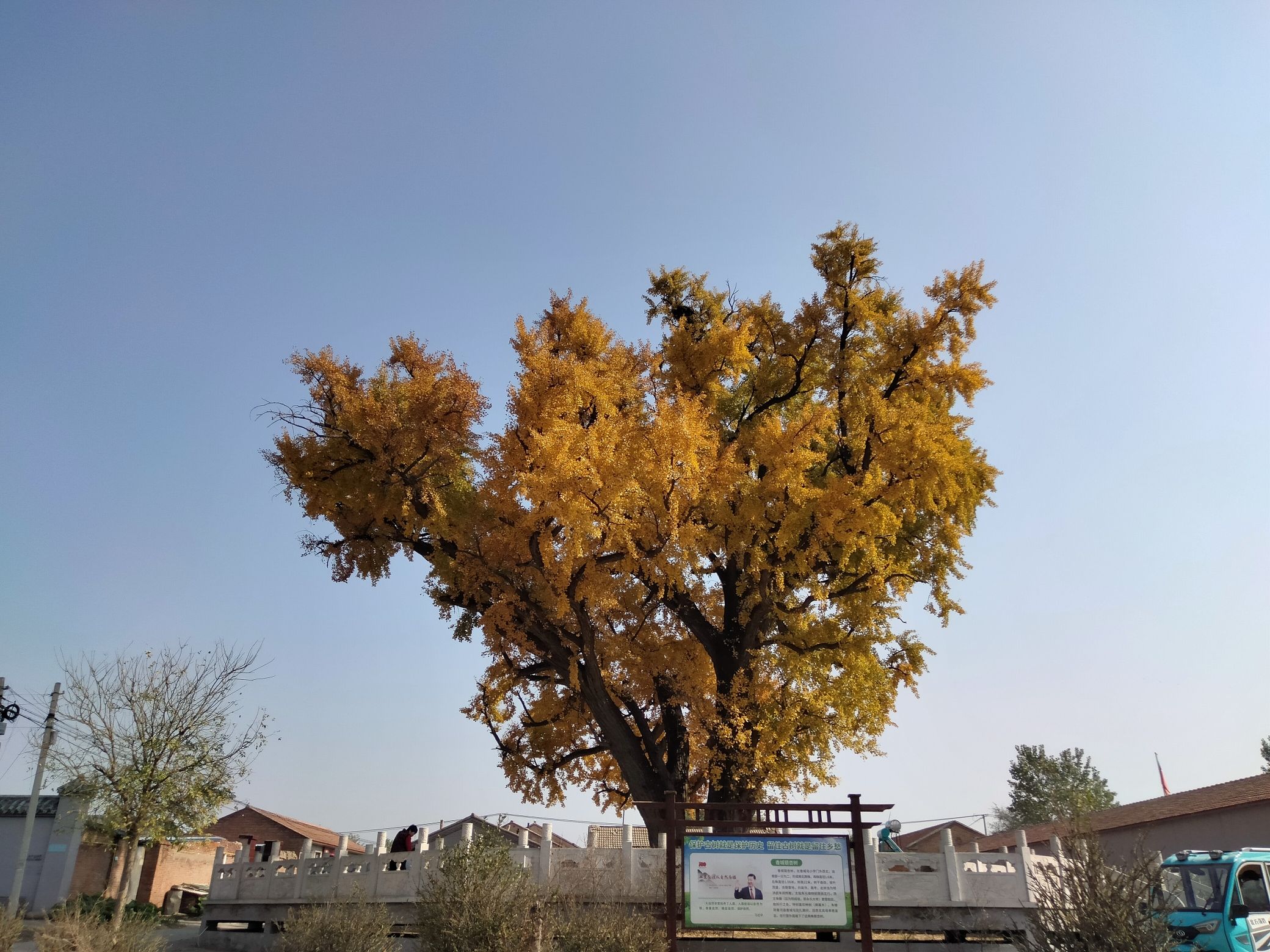 古银杏树旅行图片 2