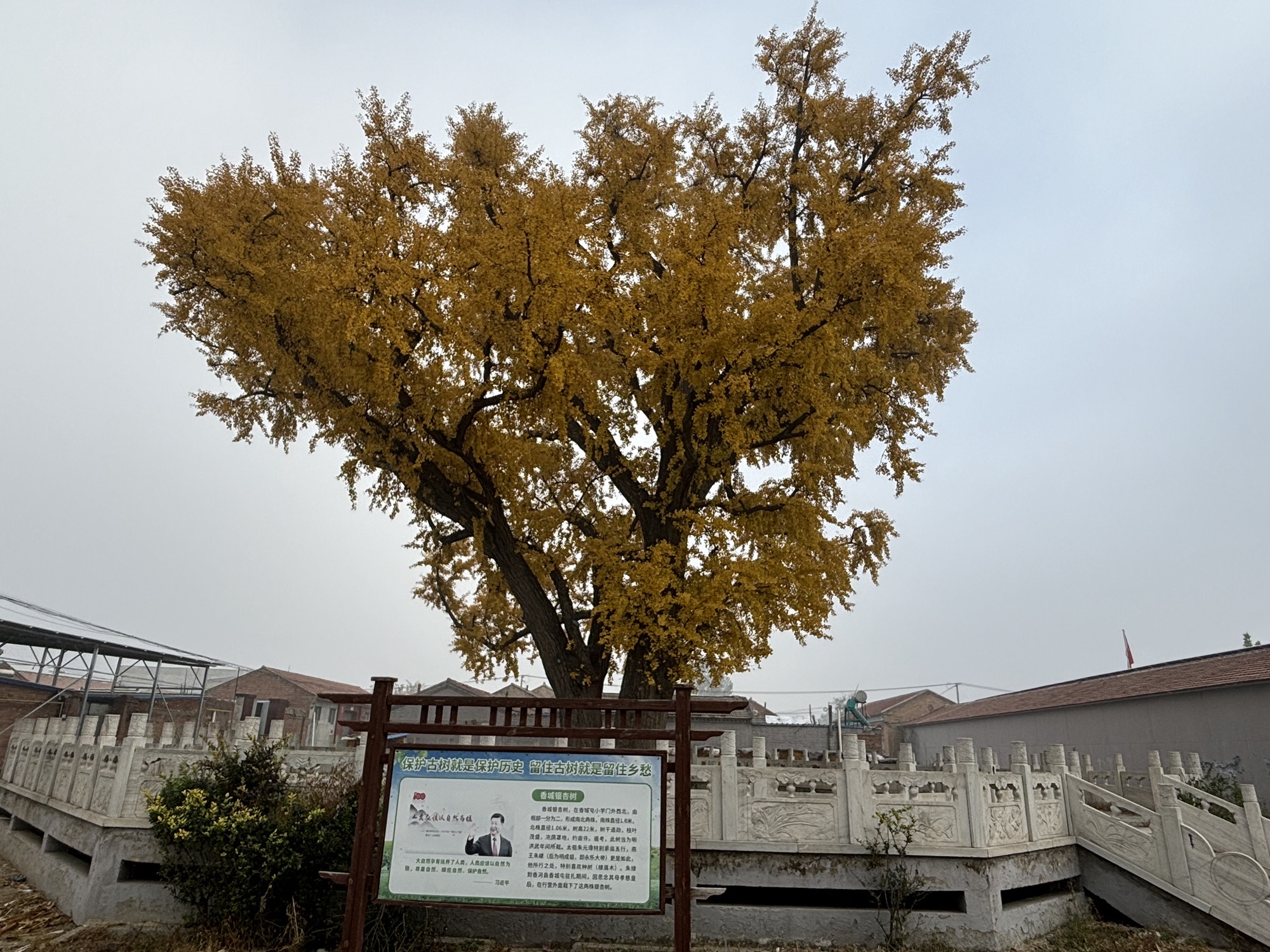 古银杏树旅行图片 2