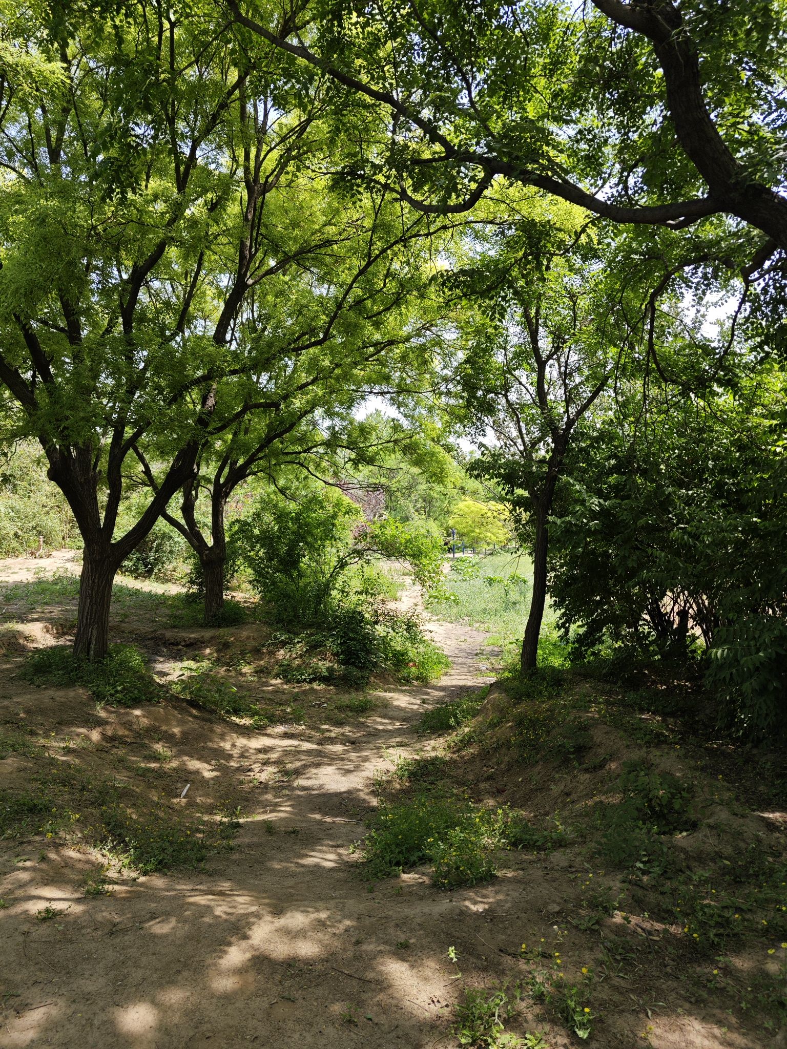 王圪垯农民公园旅行图片 3