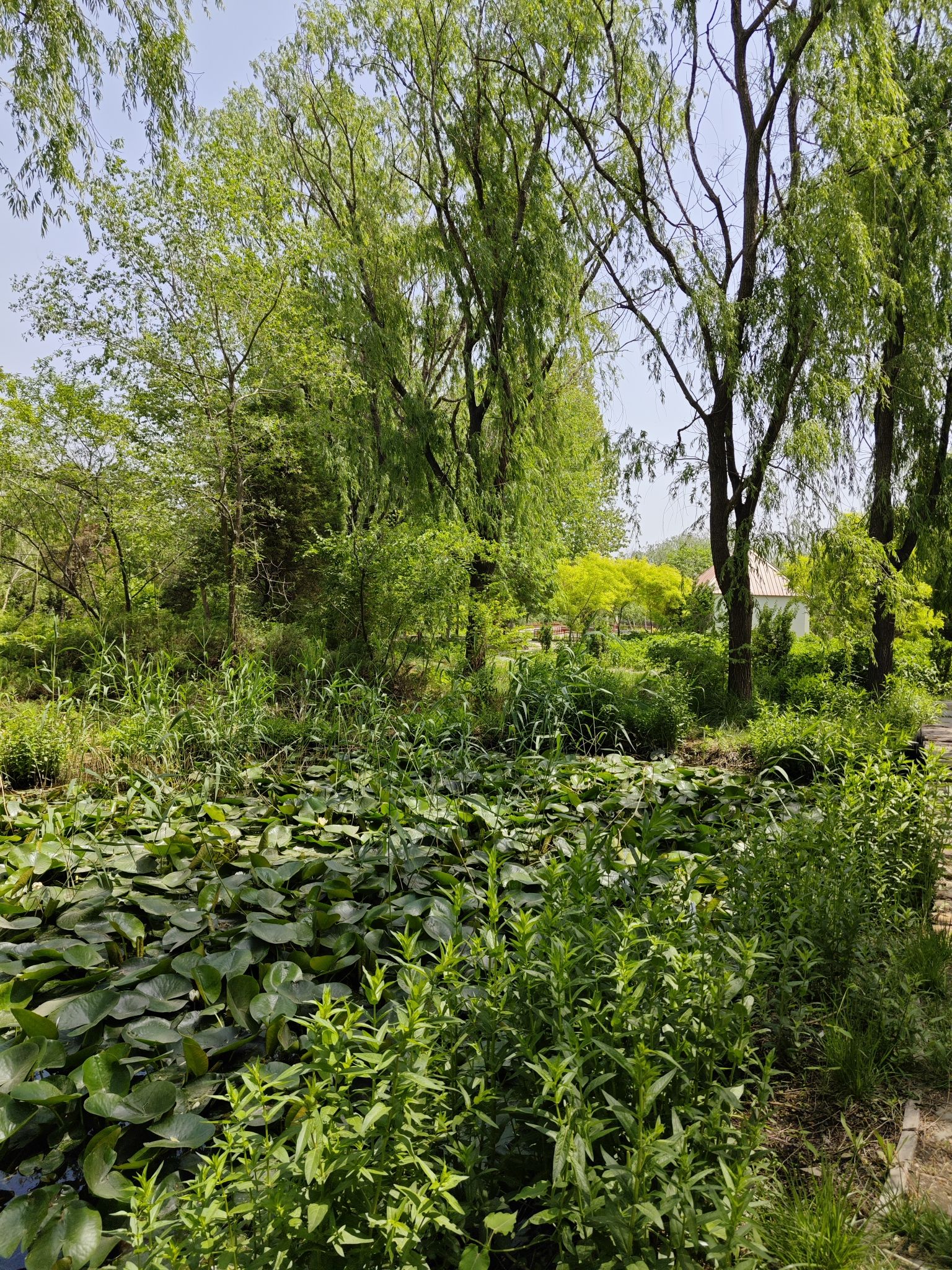 王圪垯农民公园旅行图片 1
