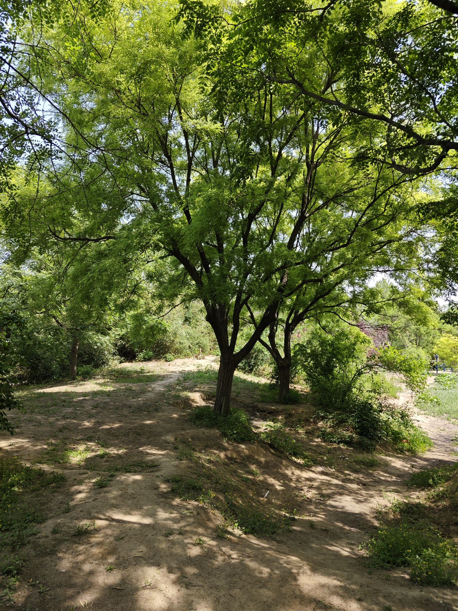 王圪垯农民公园旅行图片 2