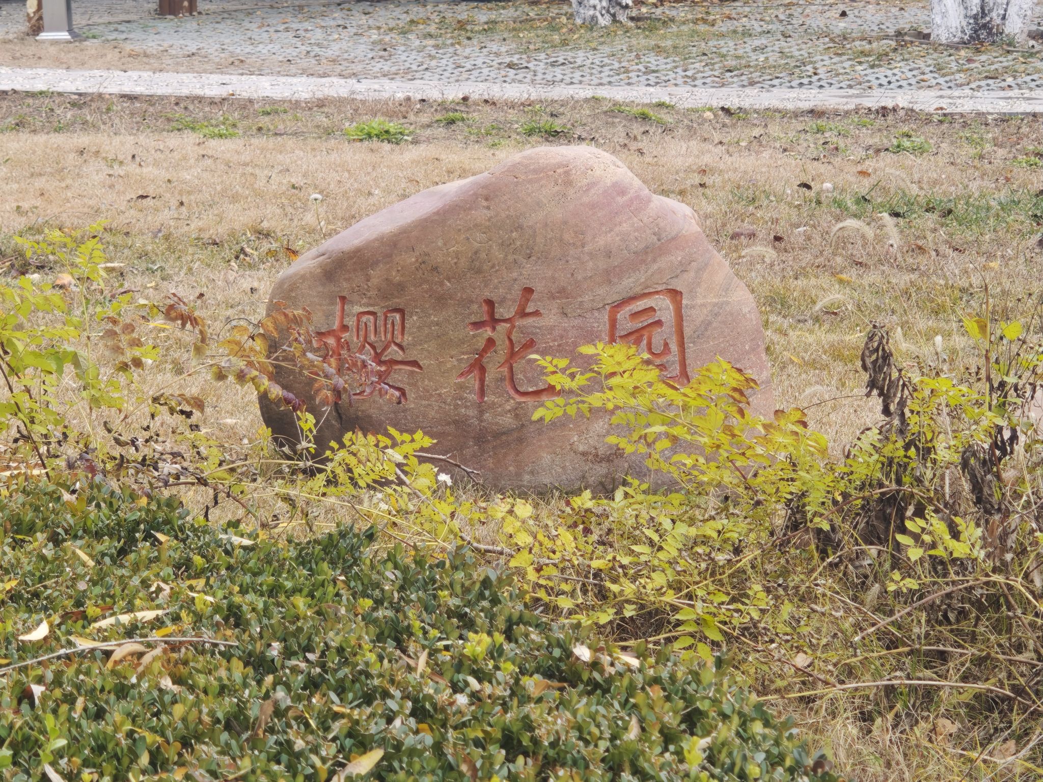 人民公园-樱花园
