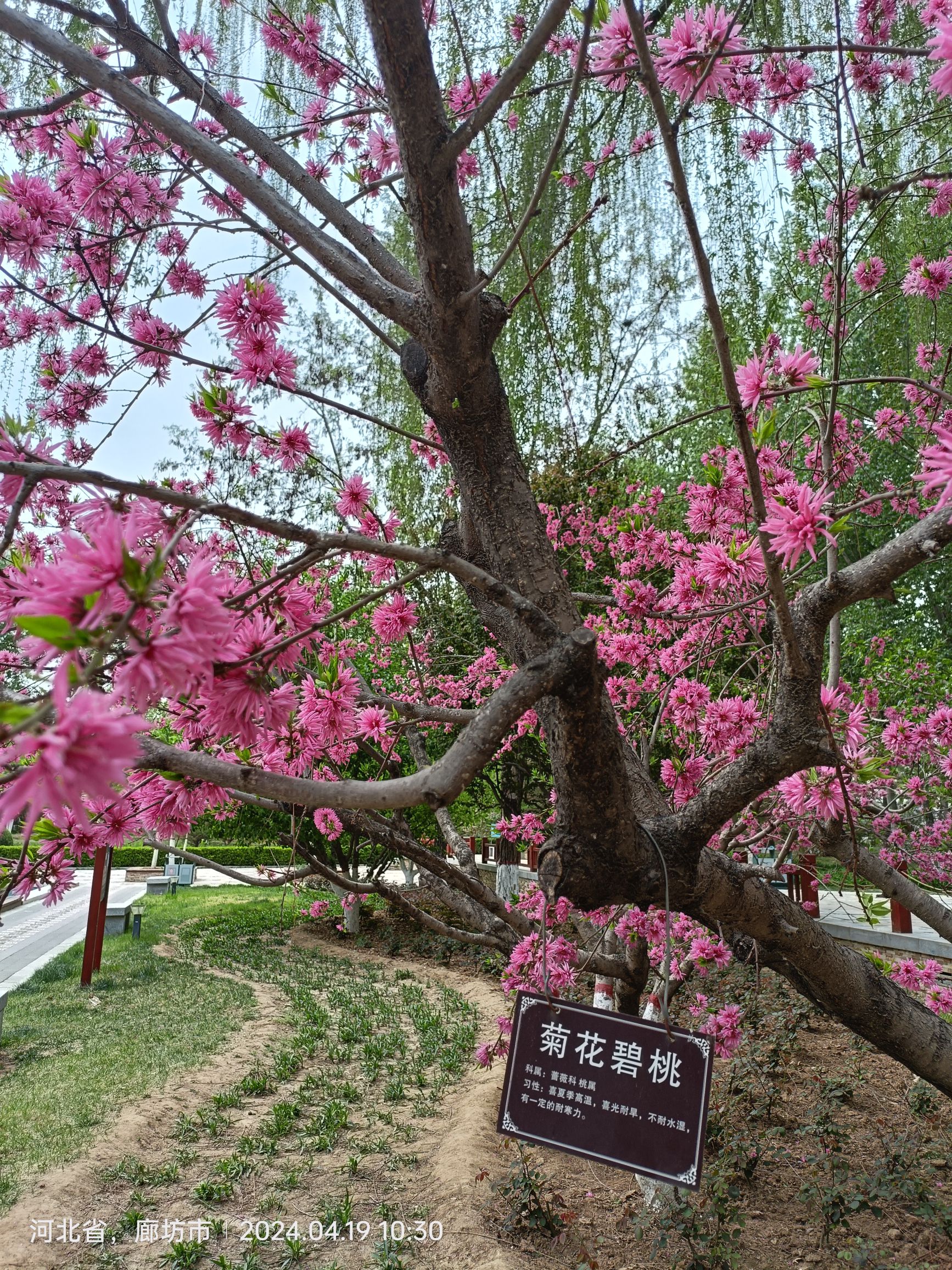 燕郊植物园旅行图片 2