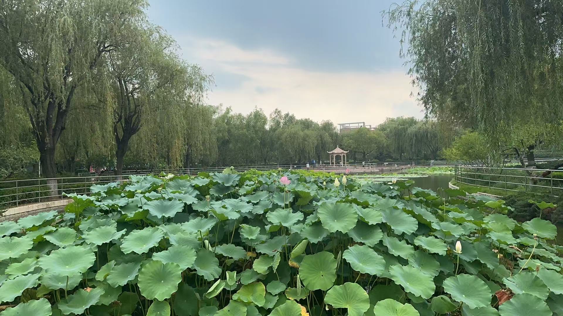 燕郊植物园旅行图片 3