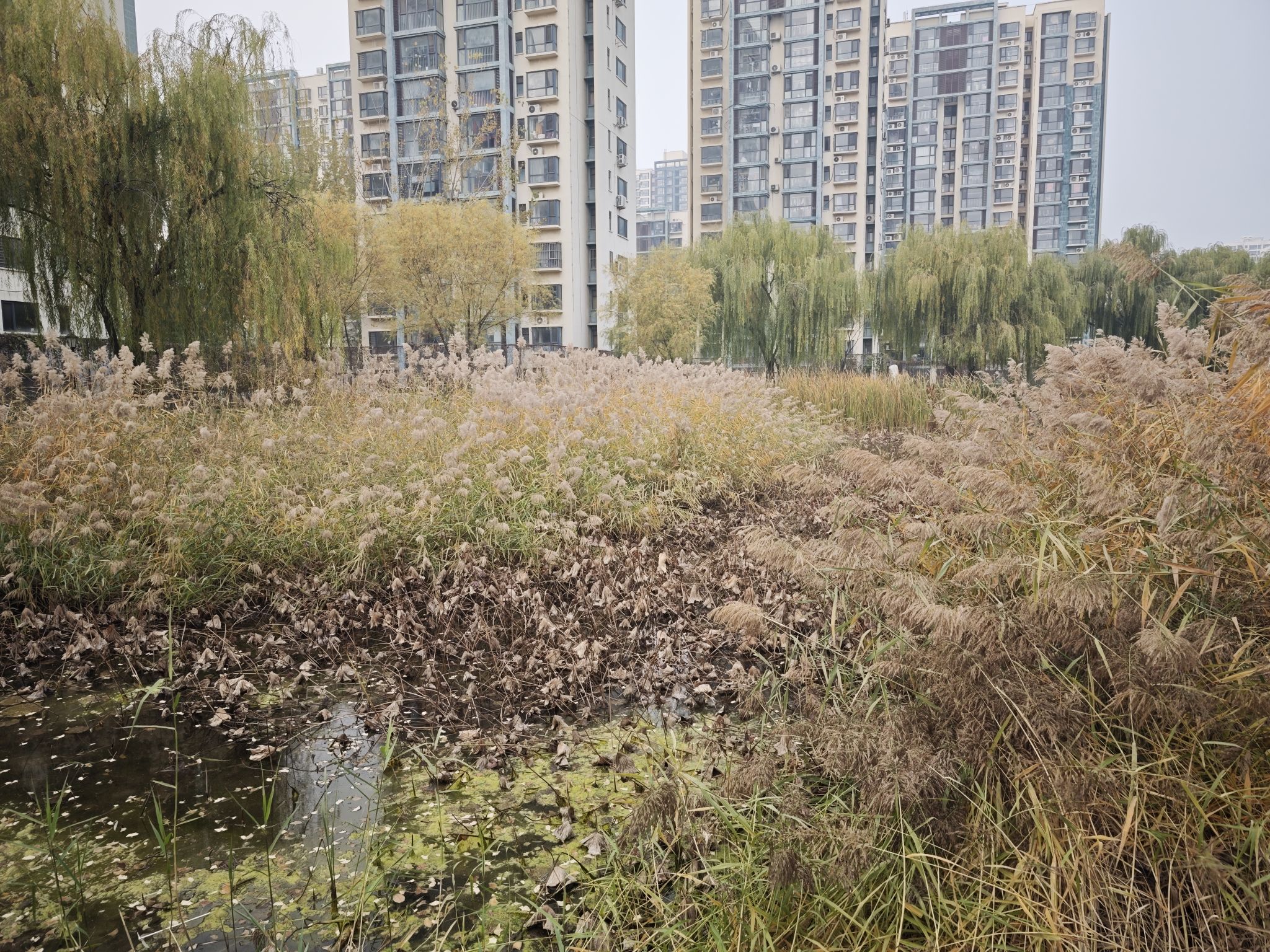 郦湖公园旅行图片 2