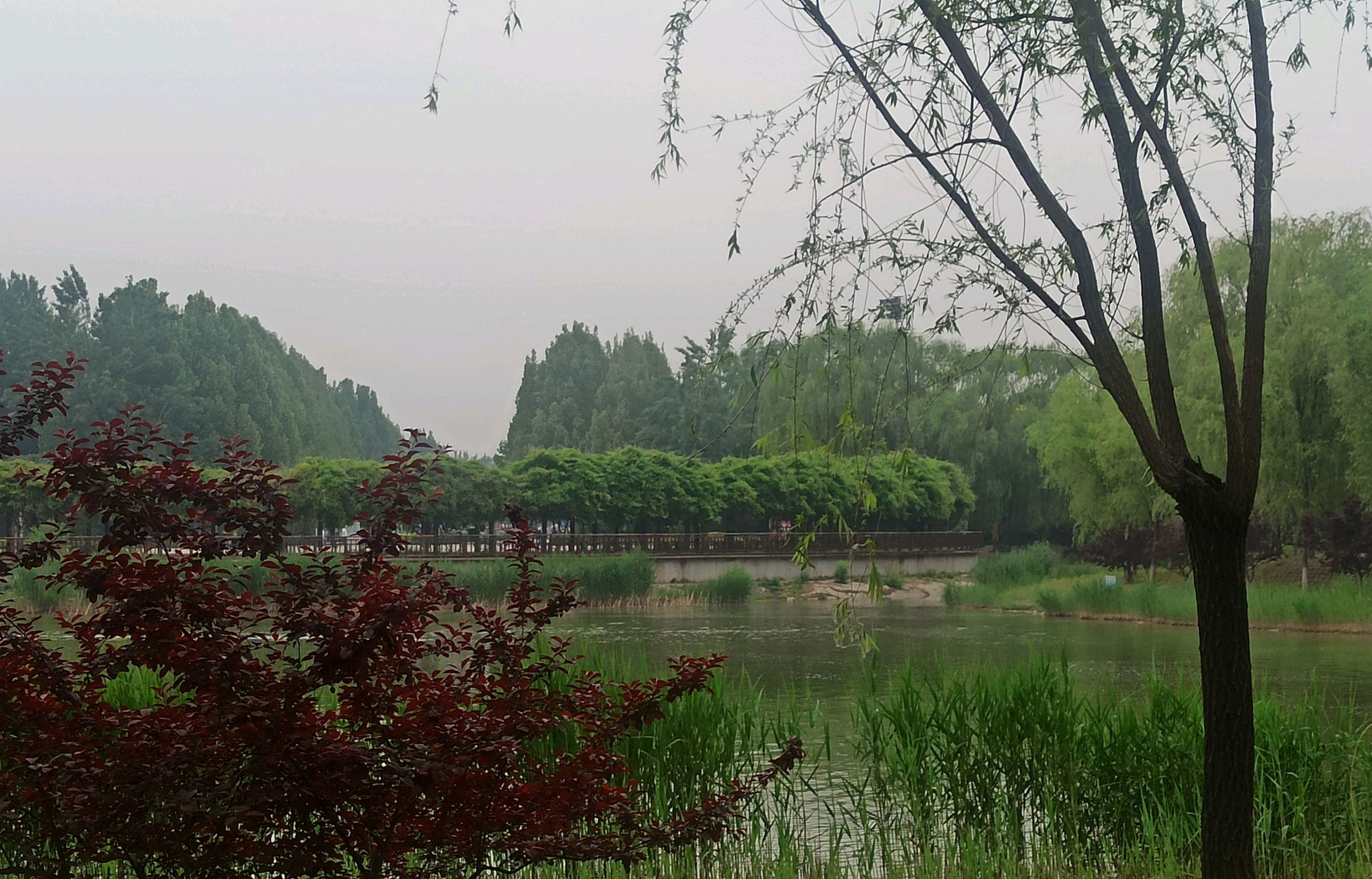 霸州生态公园旅行图片 2