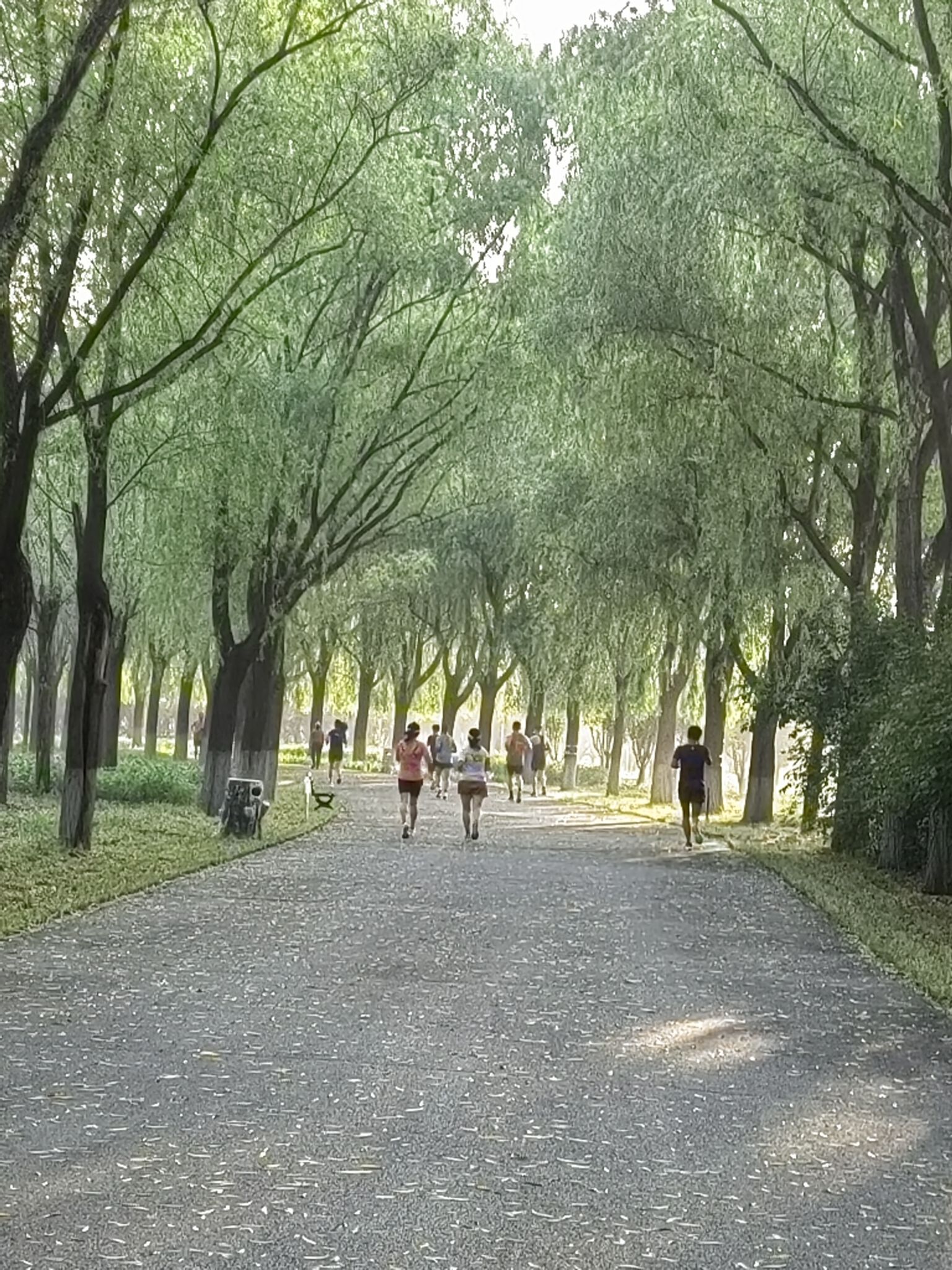 霸州生态公园旅行图片 3