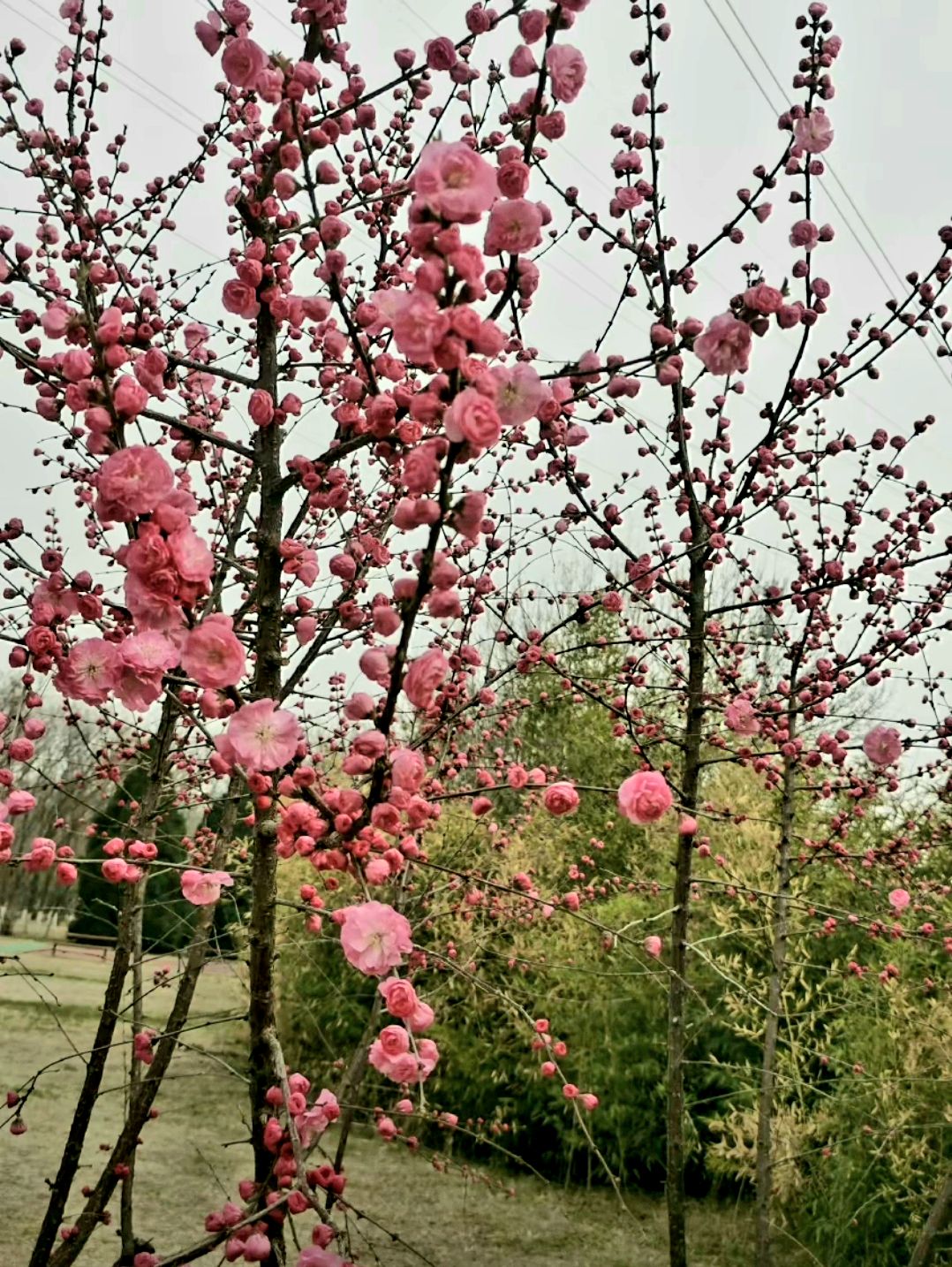 雁翎公园旅行图片 2
