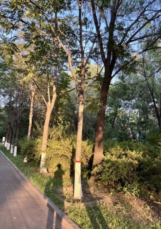 雁翎公园旅行图片 2