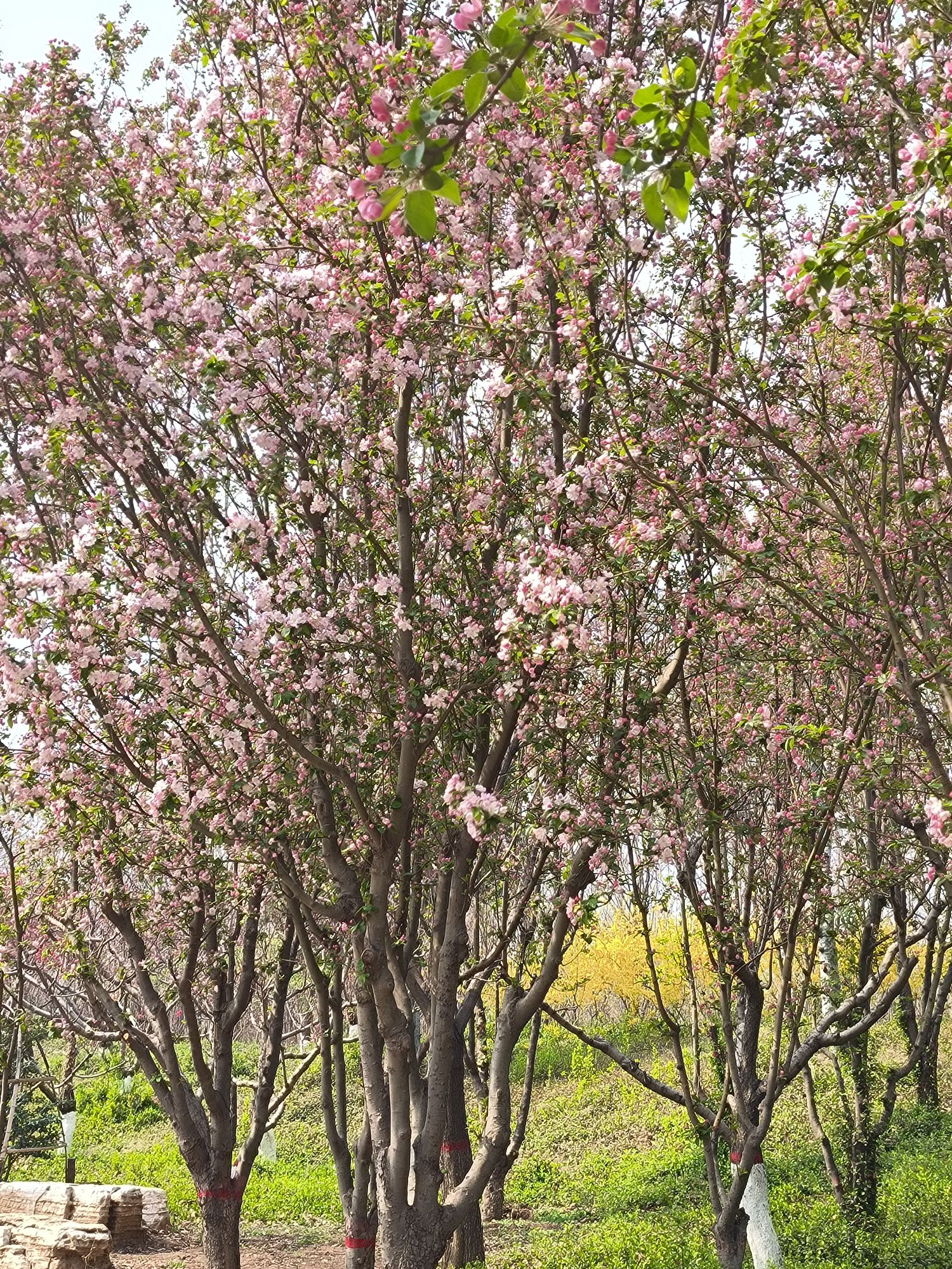 沧州名人植物园旅行图片 3