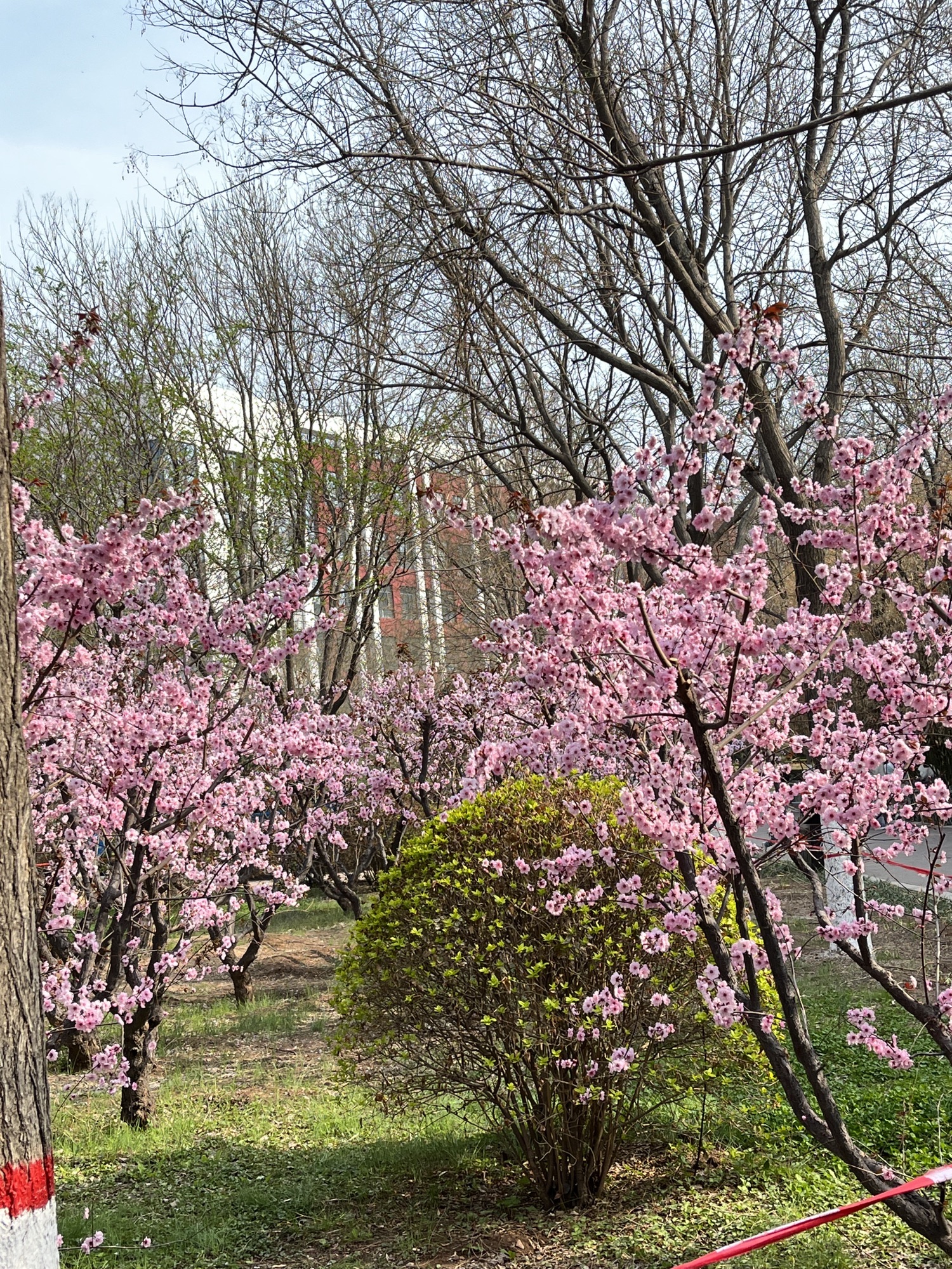 沧州名人植物园旅行图片 3