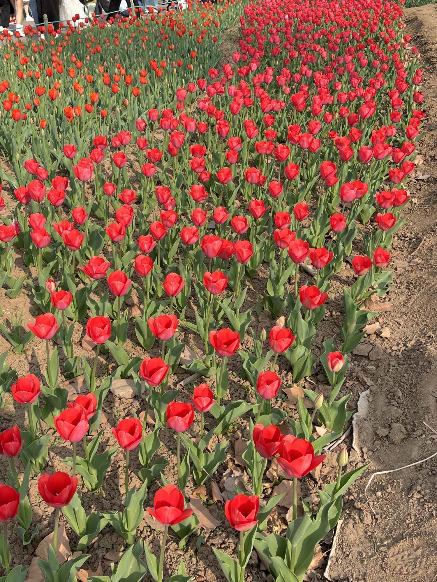 沧州名人植物园旅行图片 1