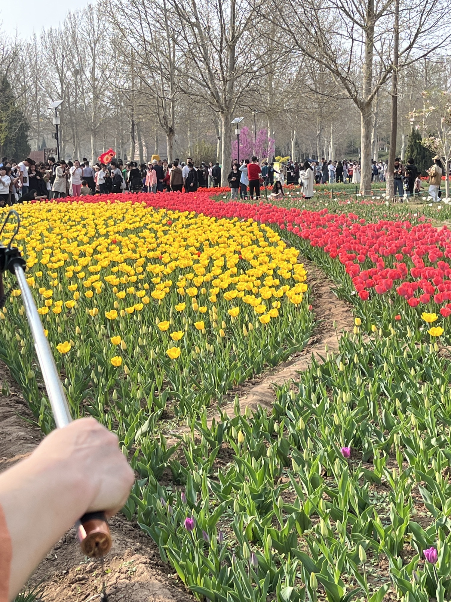 沧州名人植物园旅行图片 2
