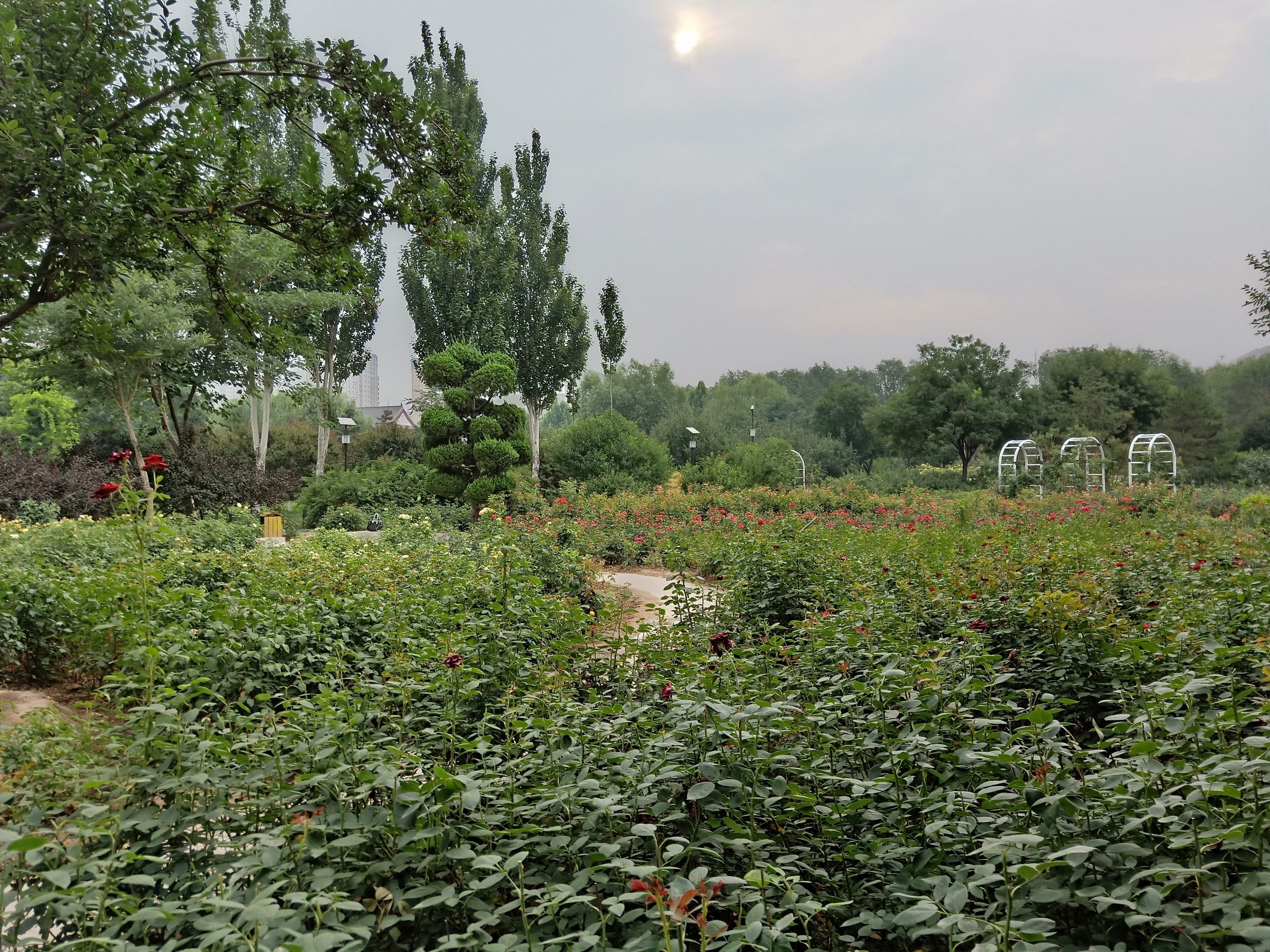 沧州名人植物园旅行图片 1