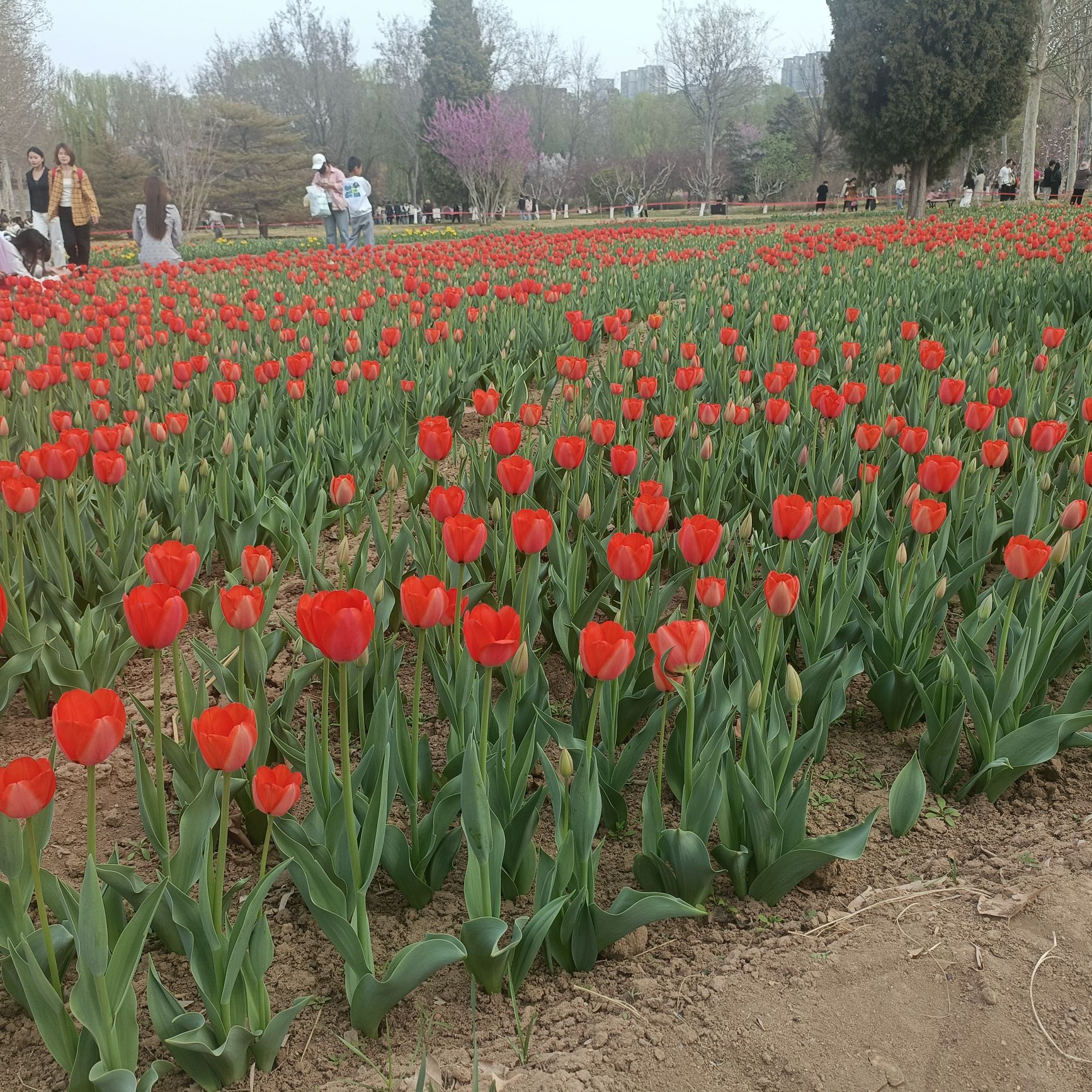 沧州名人植物园旅行图片 1
