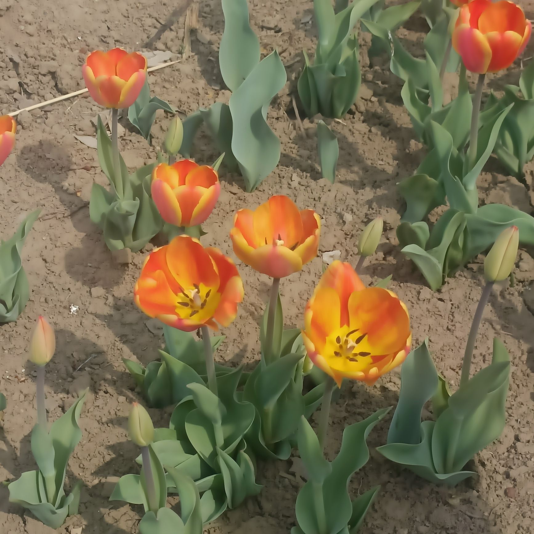 沧州名人植物园旅行图片 2