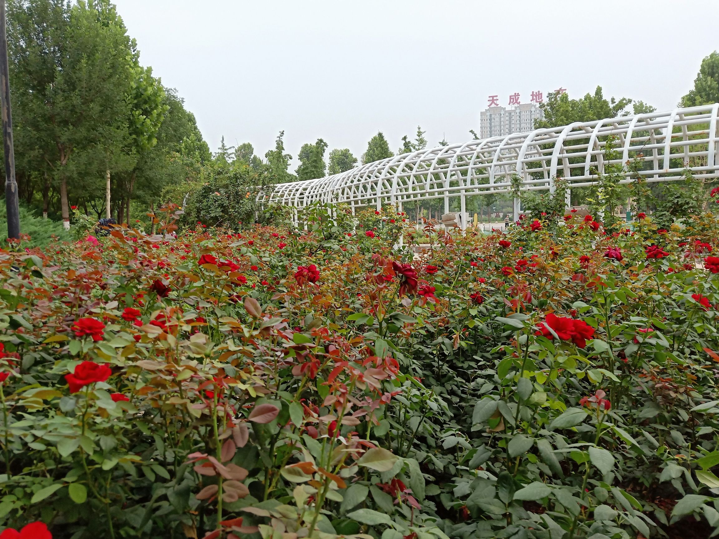 沧州名人植物园旅行图片 2