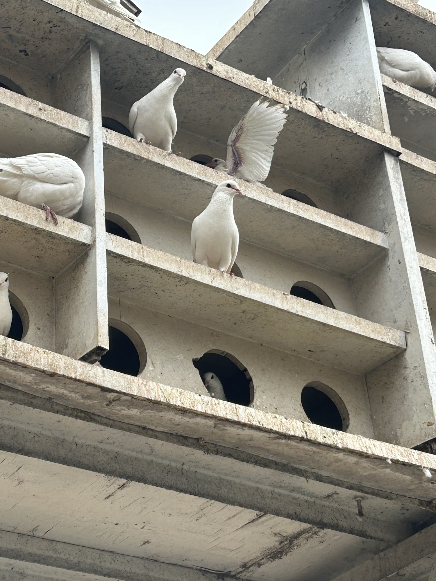 狮城公园旅行图片 2