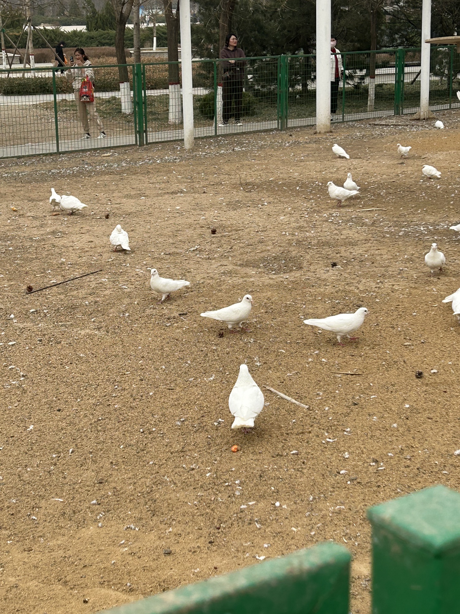 狮城公园旅行图片 1