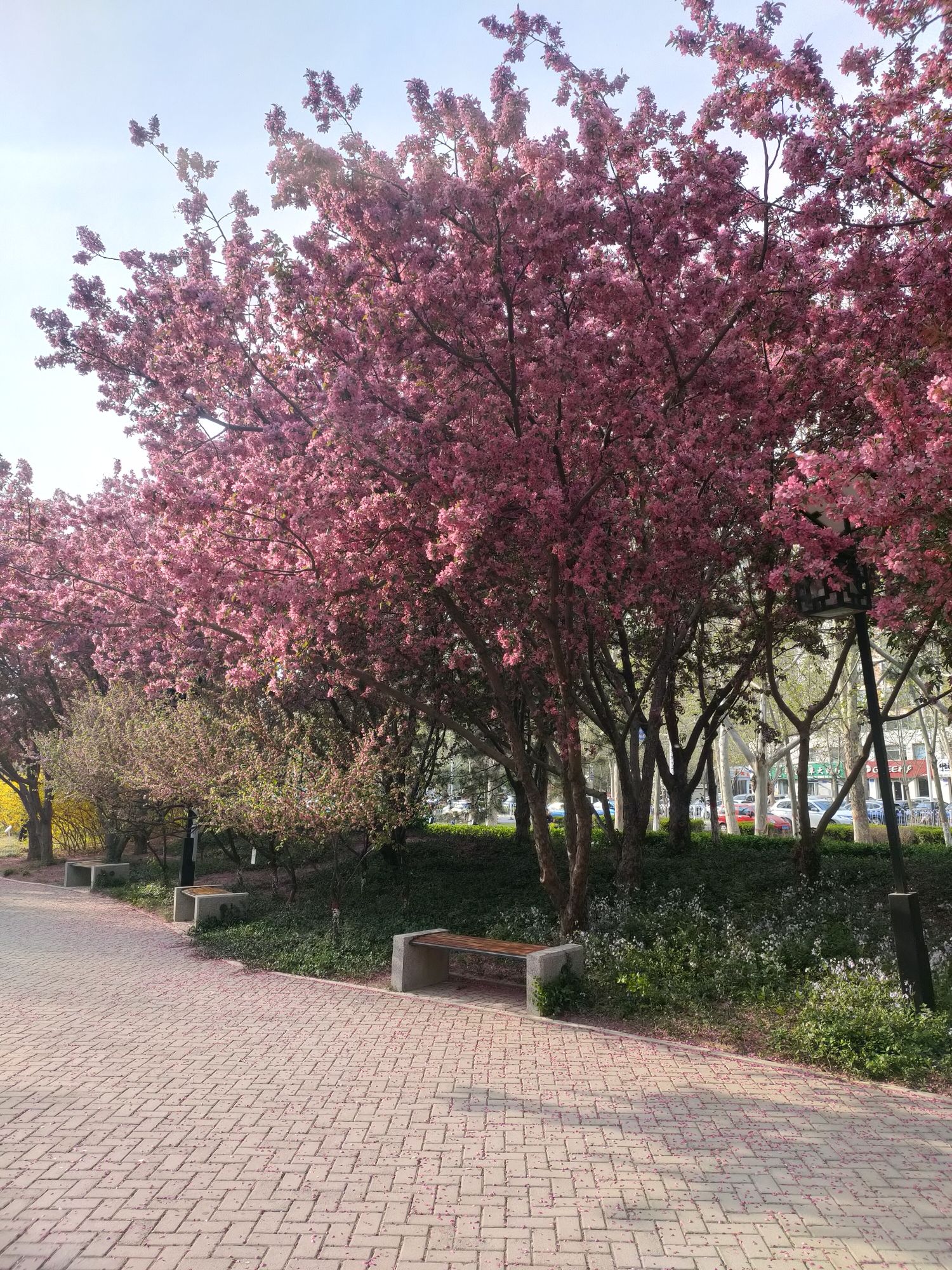 通翔杂技园旅行图片 2