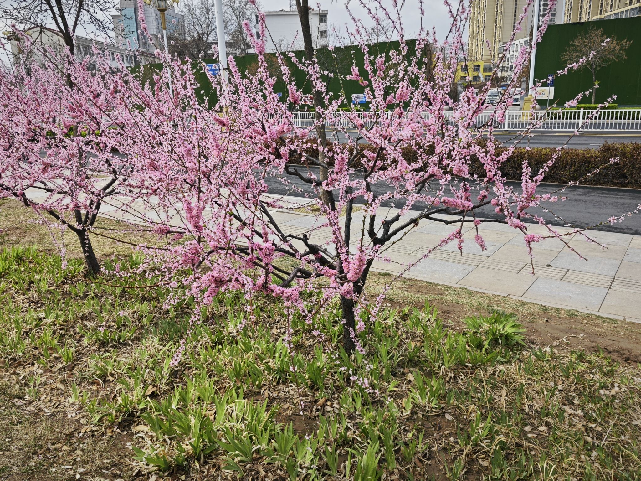 人民公园旅行图片 3