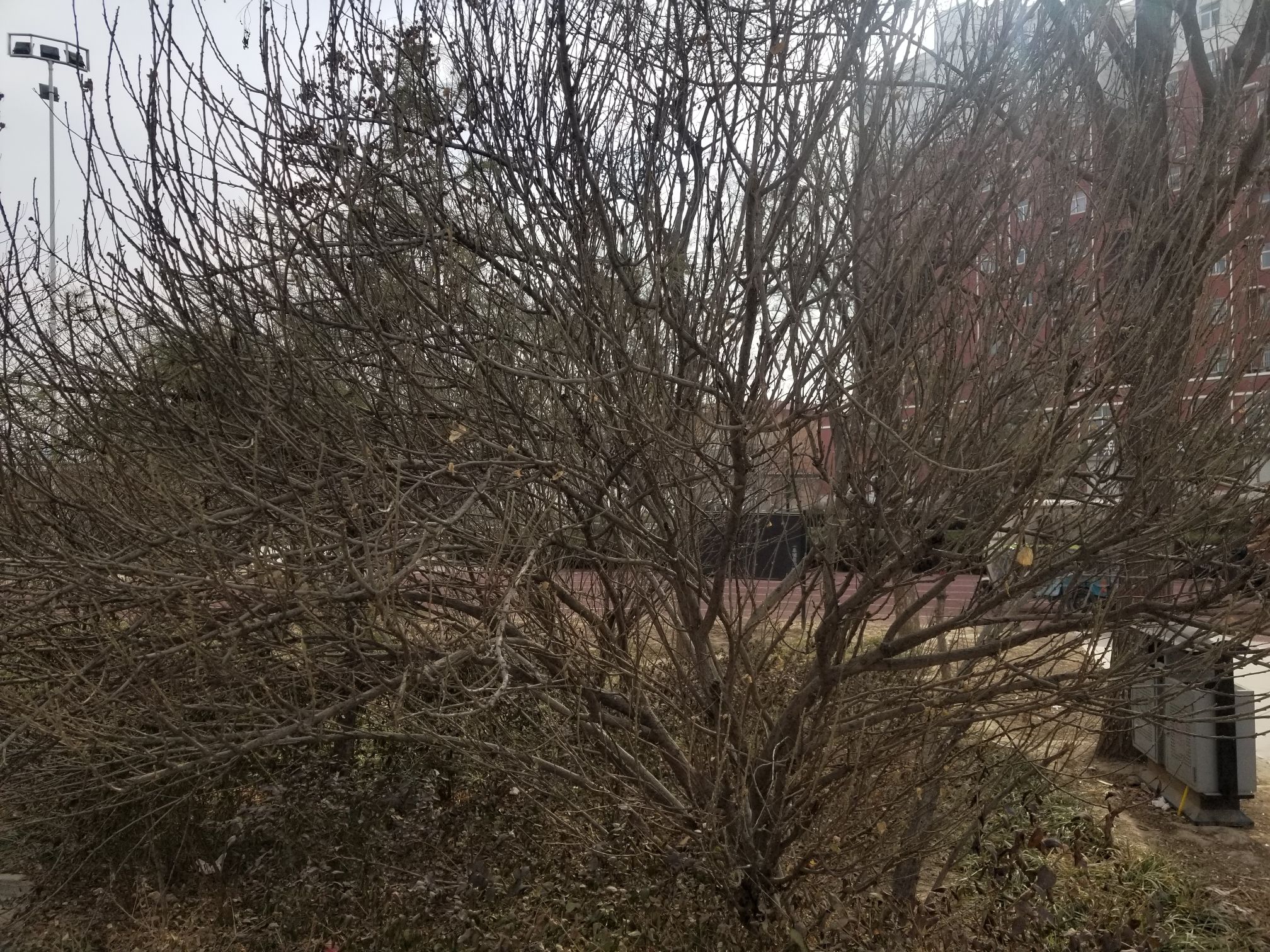 中心广场旅行图片 3