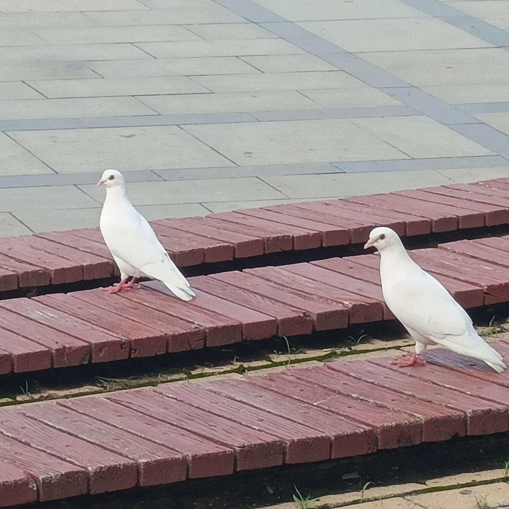 锦绣广场旅行图片 1
