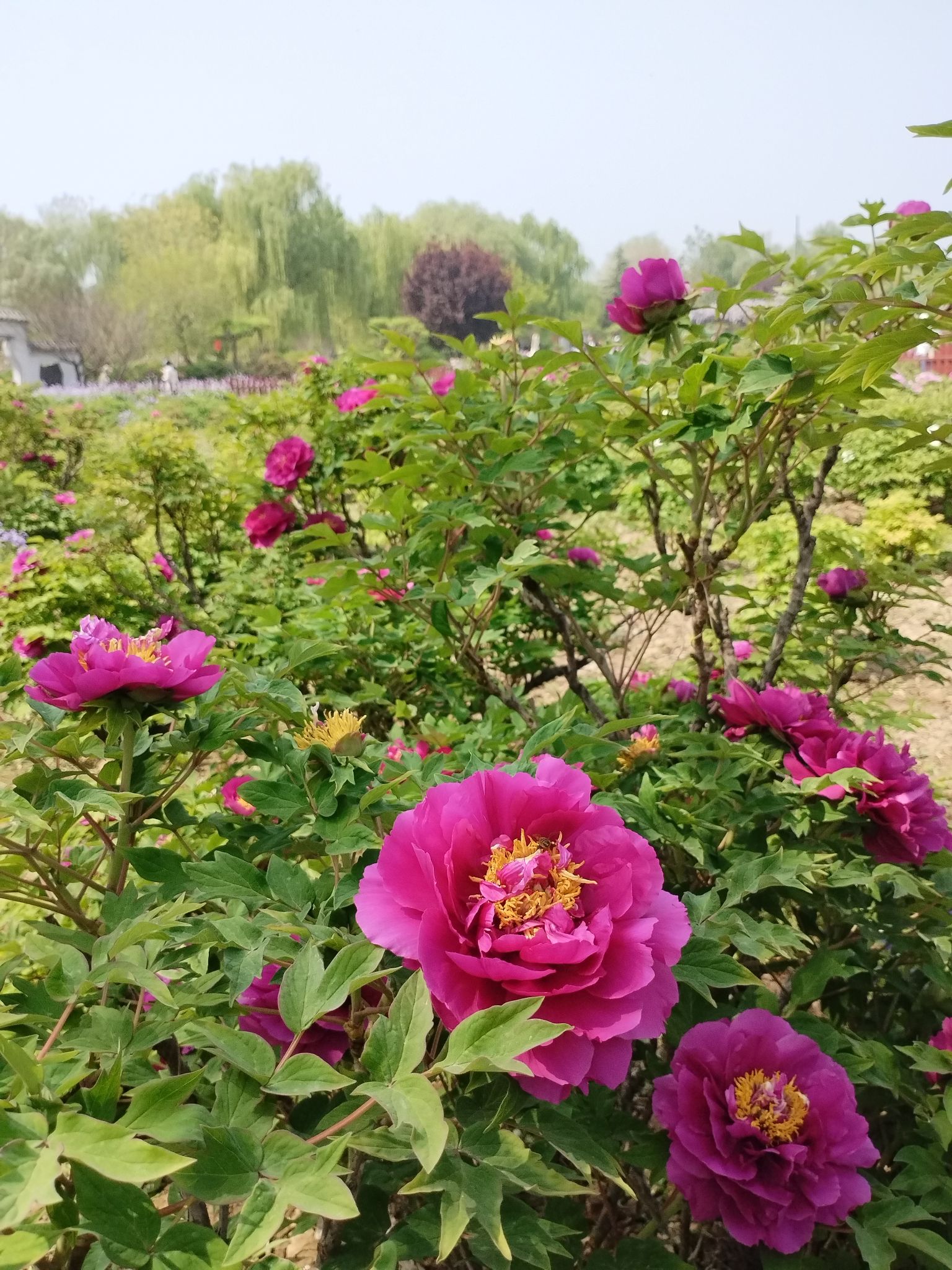 汉牡丹园旅行图片 3