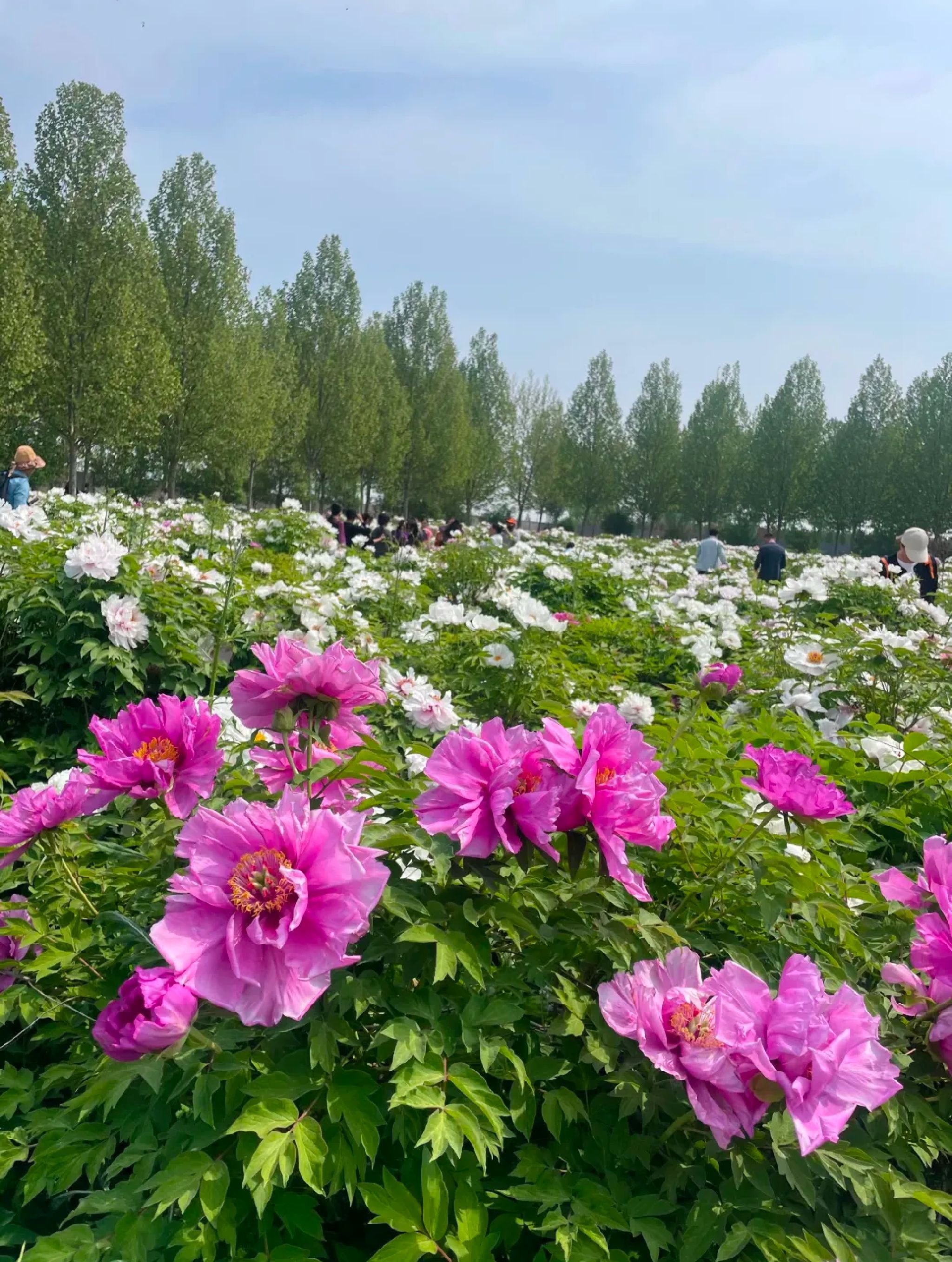 汉牡丹园旅行图片 1